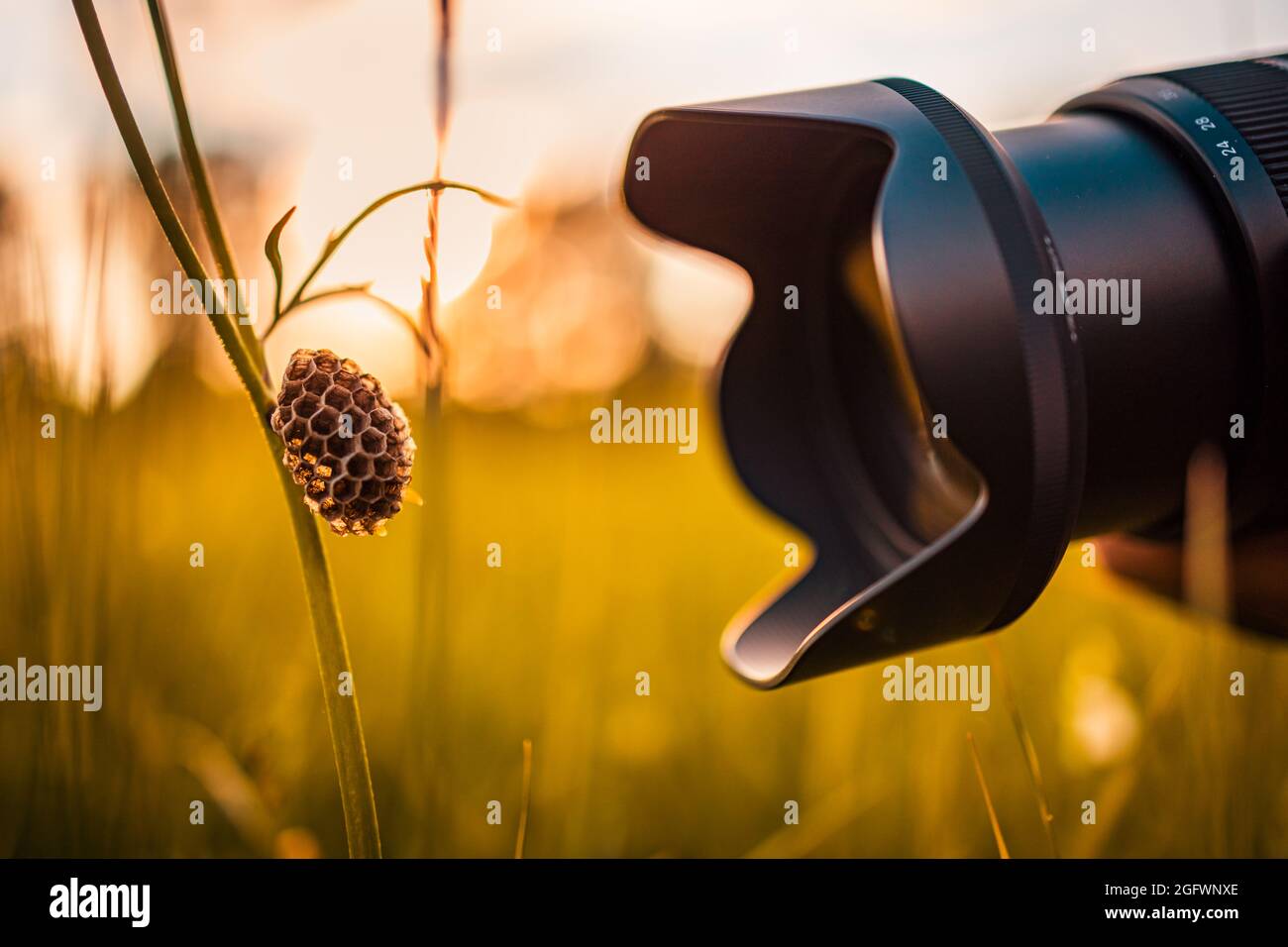 Macro photography lens close to meadow flower grass with empty bee nest on the grass in a park. Hobby, nature outdoor, recreational freedom activity Stock Photo