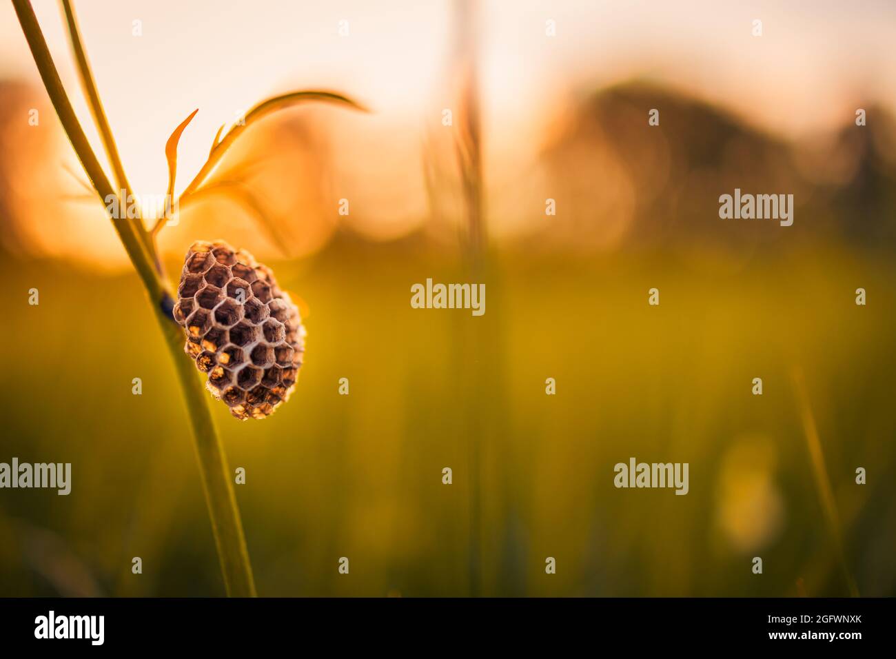 Abandoned honey bee nest on grass meadow with sunset light. Relax nature closeup, flora and fauna concept. Idyllic natural view, blurred forest field Stock Photo