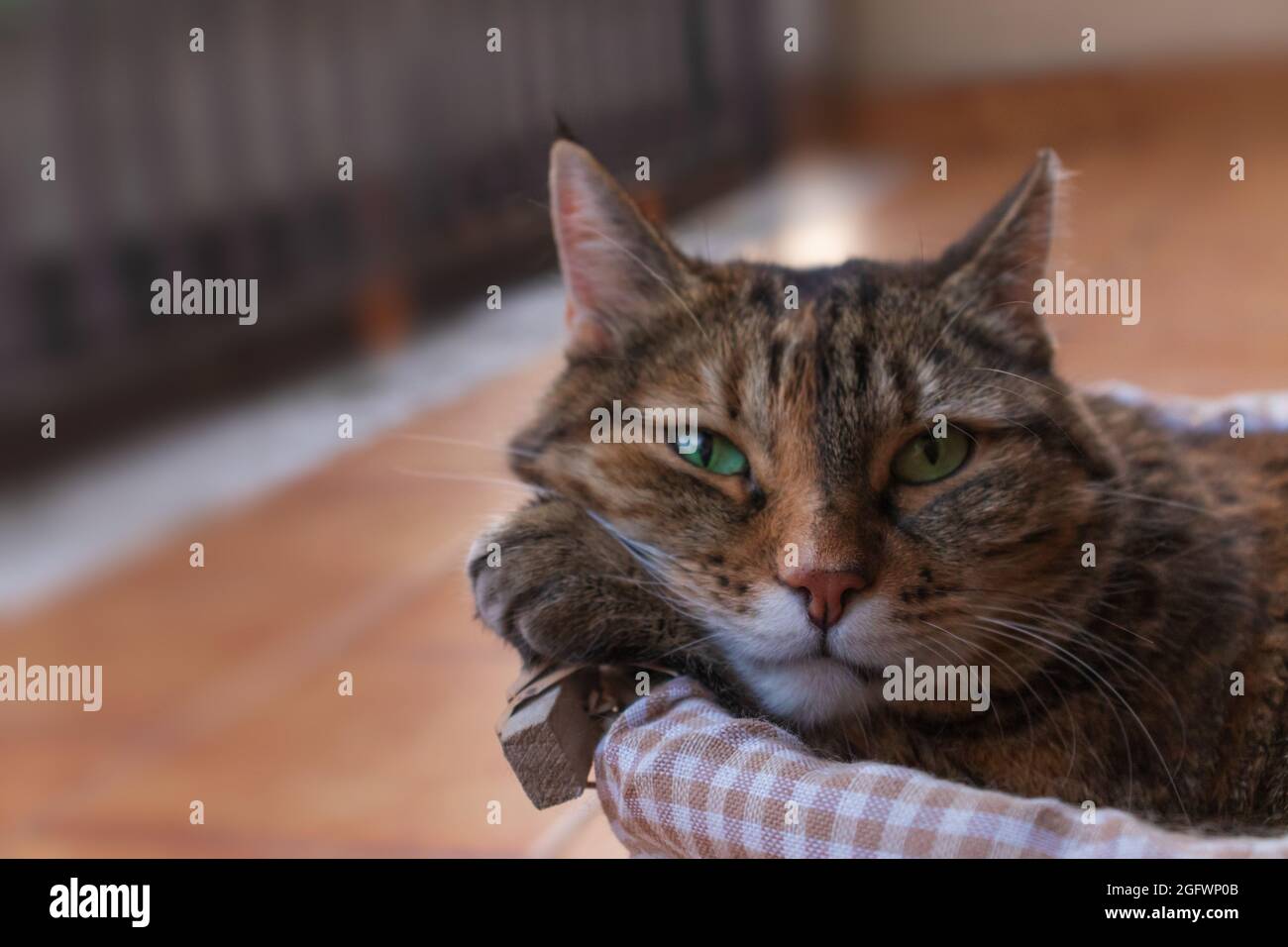 A tabby cat in a basket on a balcony looking at camera. Copy space ...