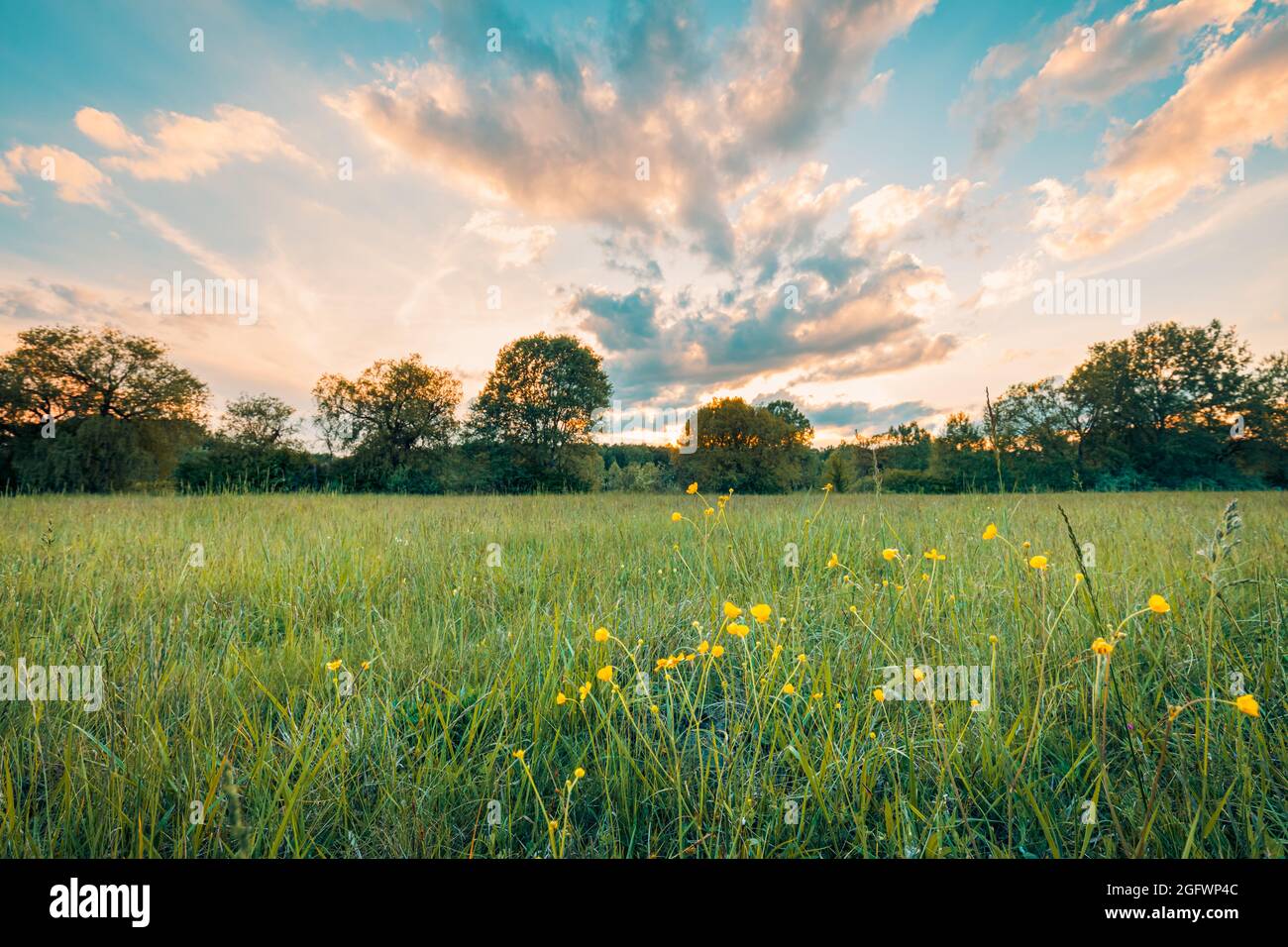Meadow with wildflowers under the setting sun. Beautiful sunset landscape,  relaxing nature. Spring nature scene. Stunning landscape Stock Photo - Alamy, image size:1300x956