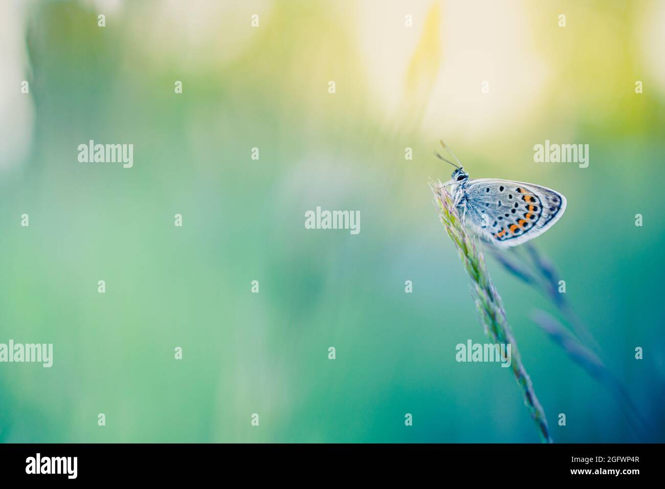 Peaceful butterfly in a meadow in nature in the rays of sunlight in summer in the spring close-up of a macro. Amazing nature sunset sunrise, natural Stock Photo