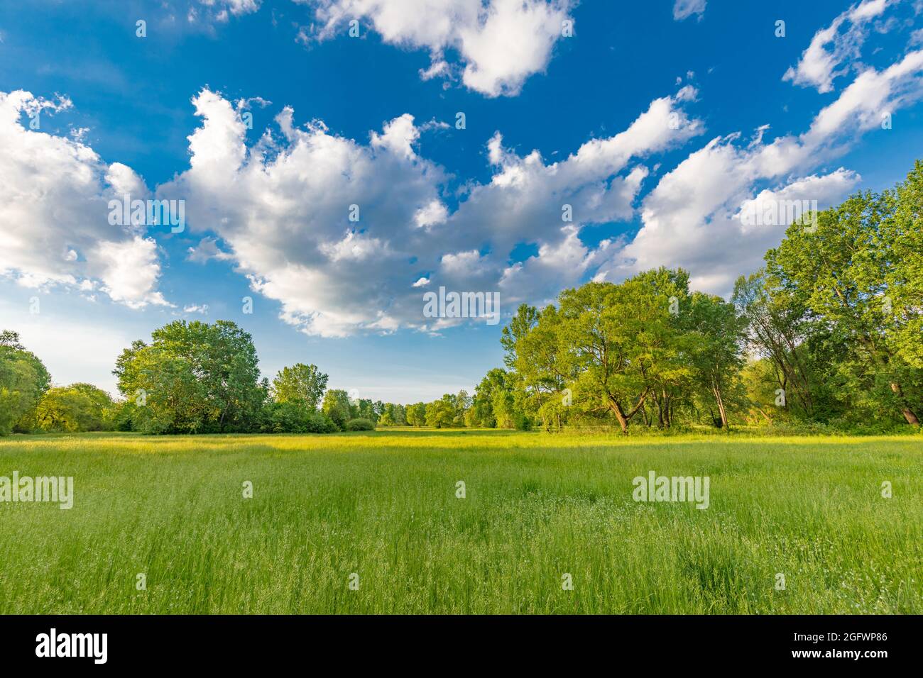 Sunny spring summer landscape, green forest trees, meadow flowers field panoramic vibrant rural nature with cloudy blue sky. Idyllic nature scenic Stock Photo