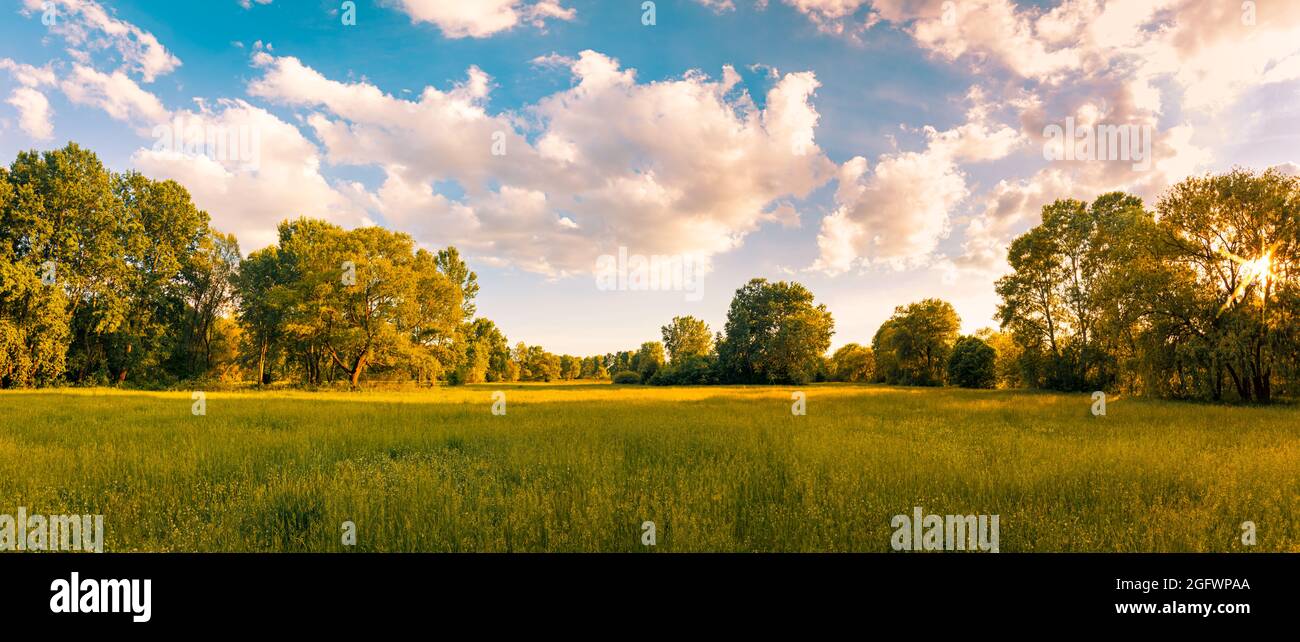 Landscape meadow warm golden hour sunset sunrise time. Tranquil spring summer nature closeup and blurred forest background. Idyllic nature panorama Stock Photo