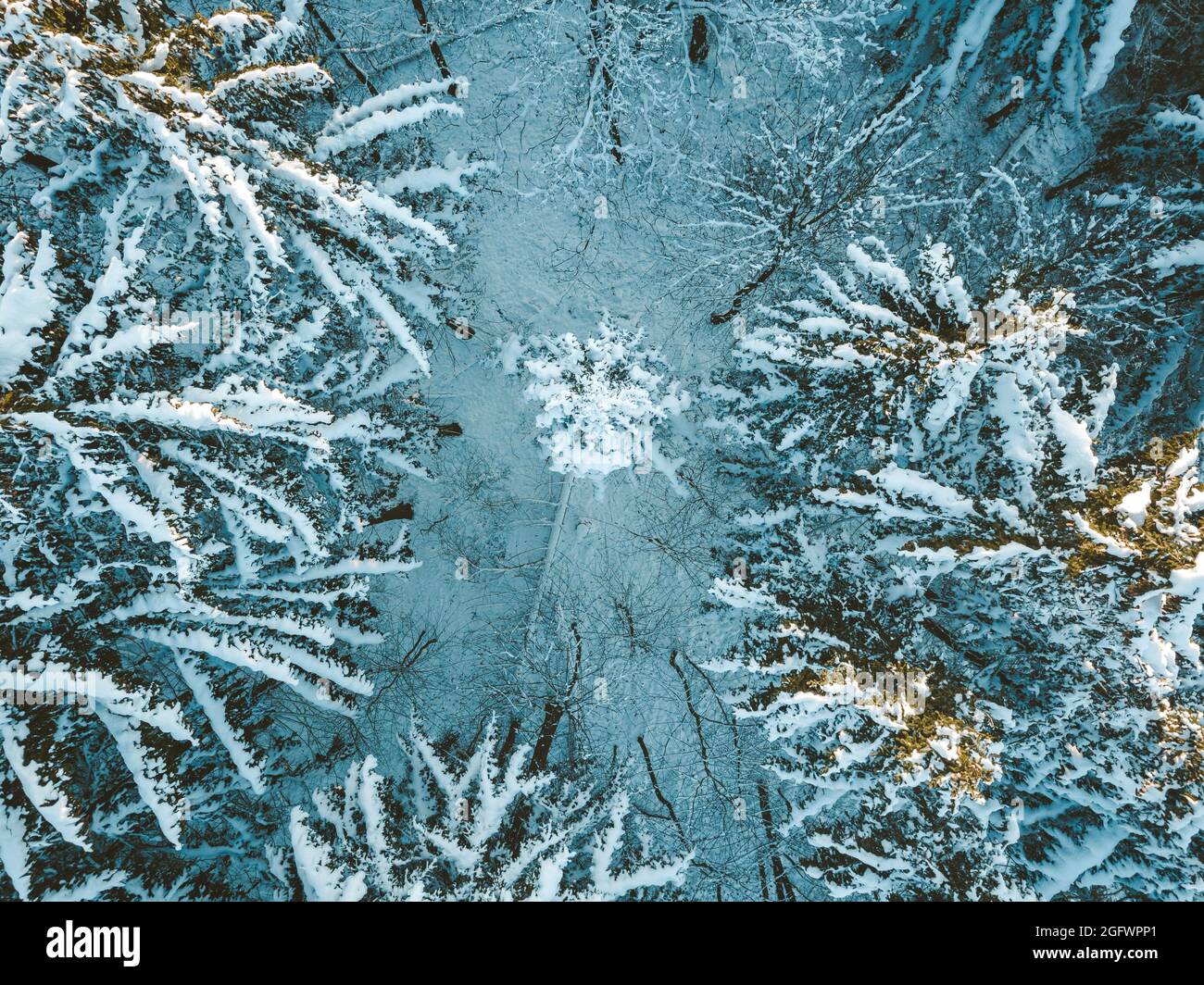 White winter forest from above Stock Photo - Alamy