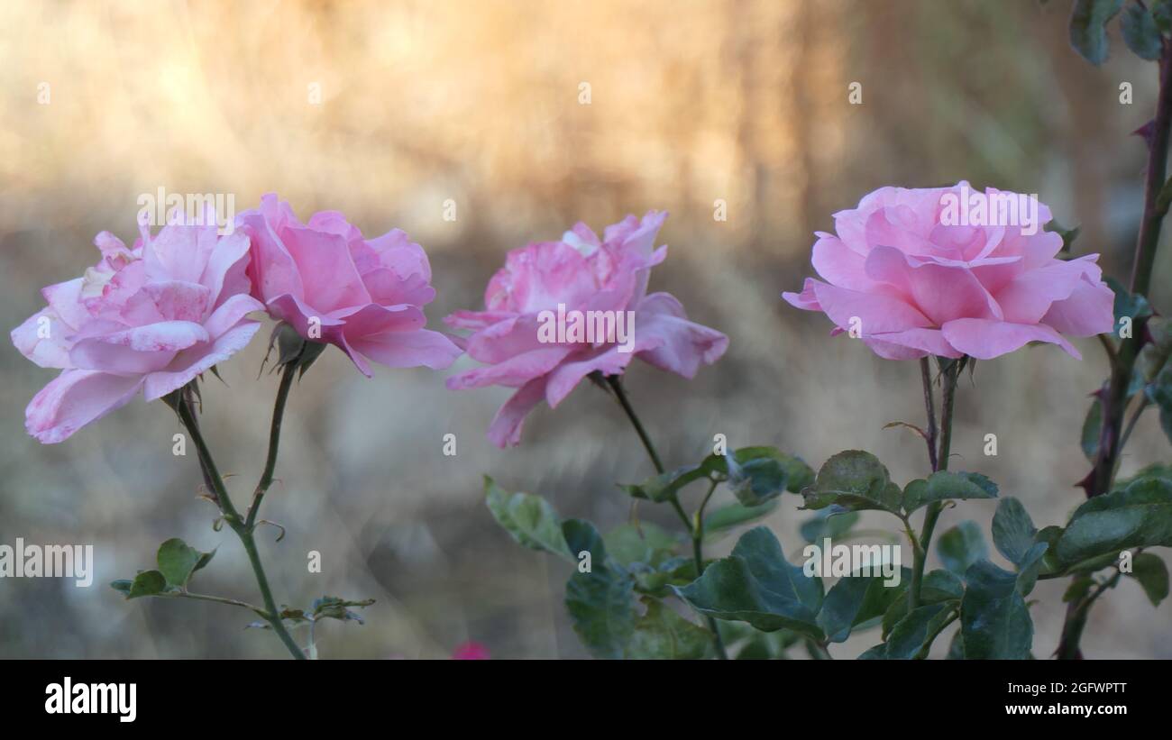 pastel pink roser in bloom against difused background Stock Photo - Alamy