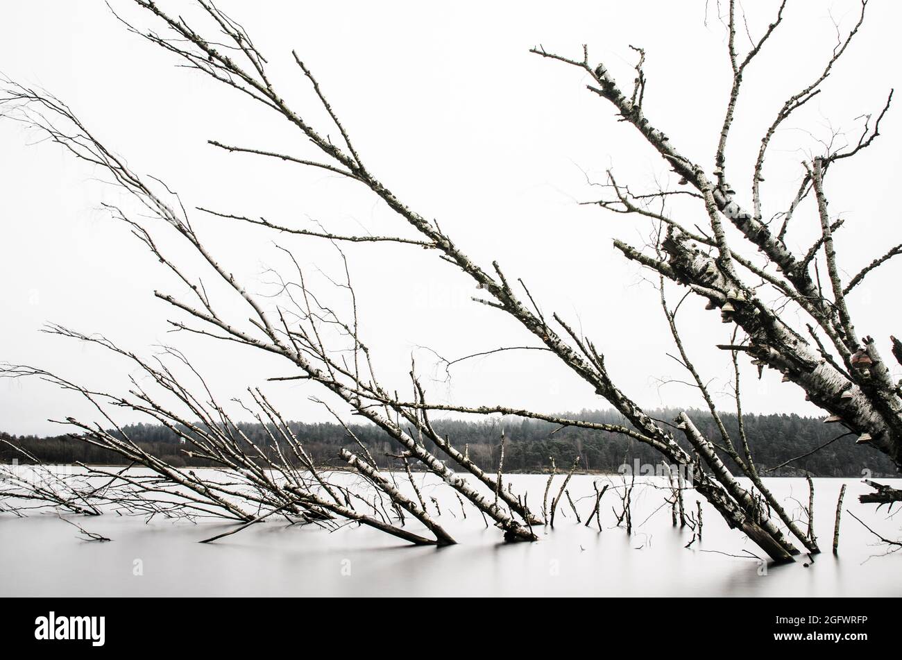 Trees submerged in lake hi-res stock photography and images - Alamy