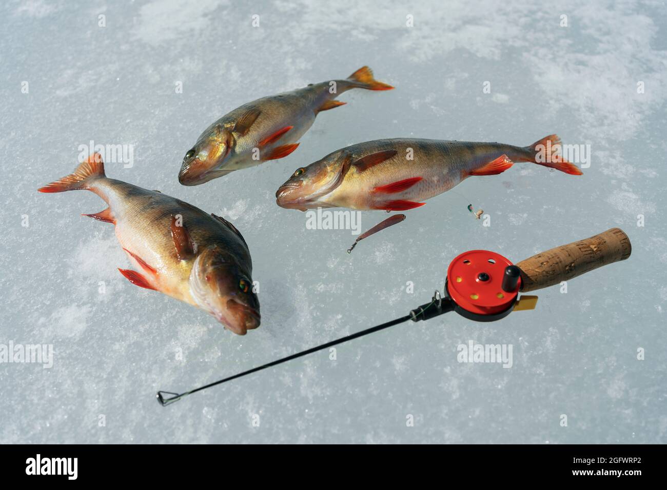Fishing rod and three fish on ice Stock Photo