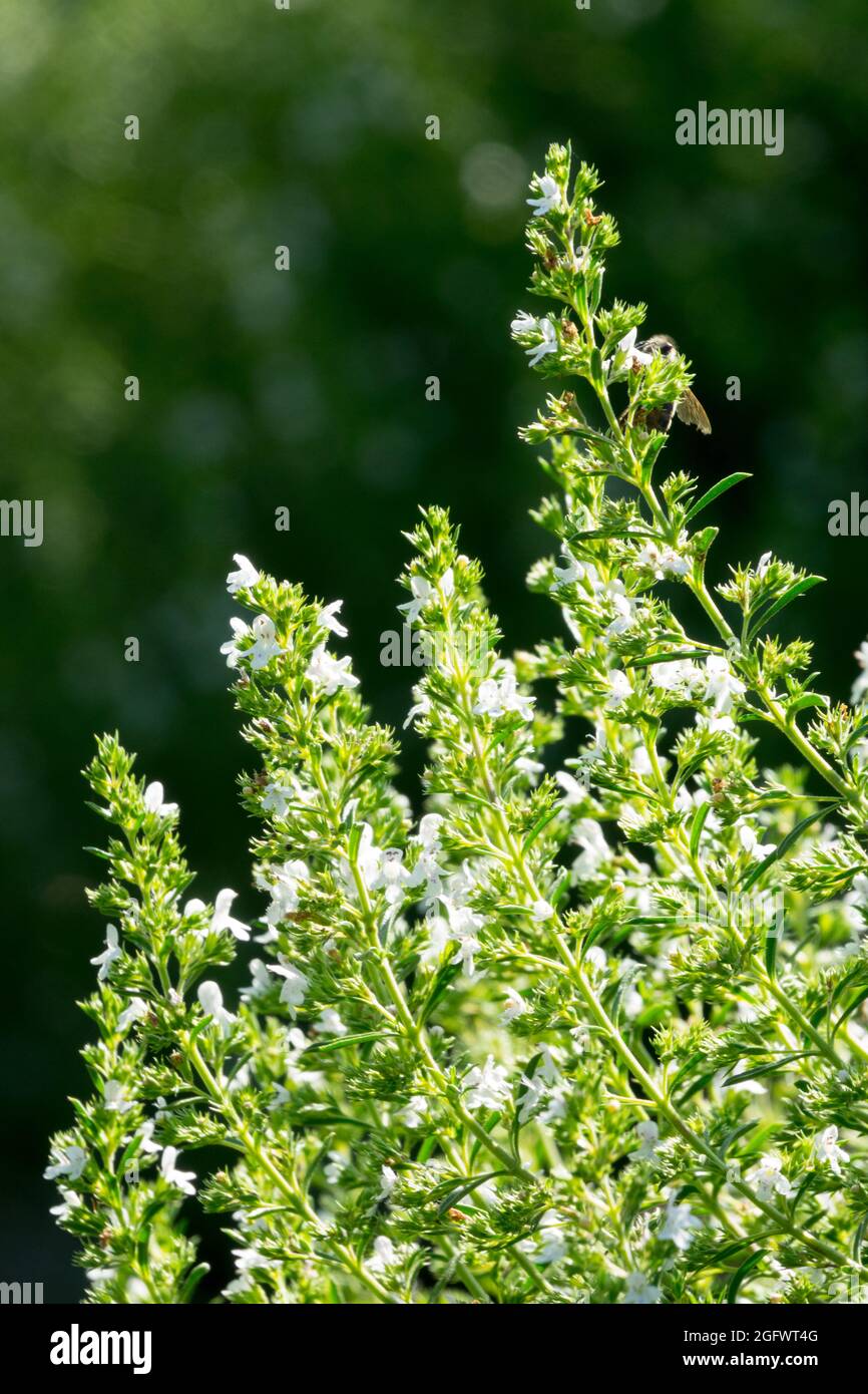 Mountain Savory Satureja montana 'Citriodora' Lemon Winter Savory Stock Photo