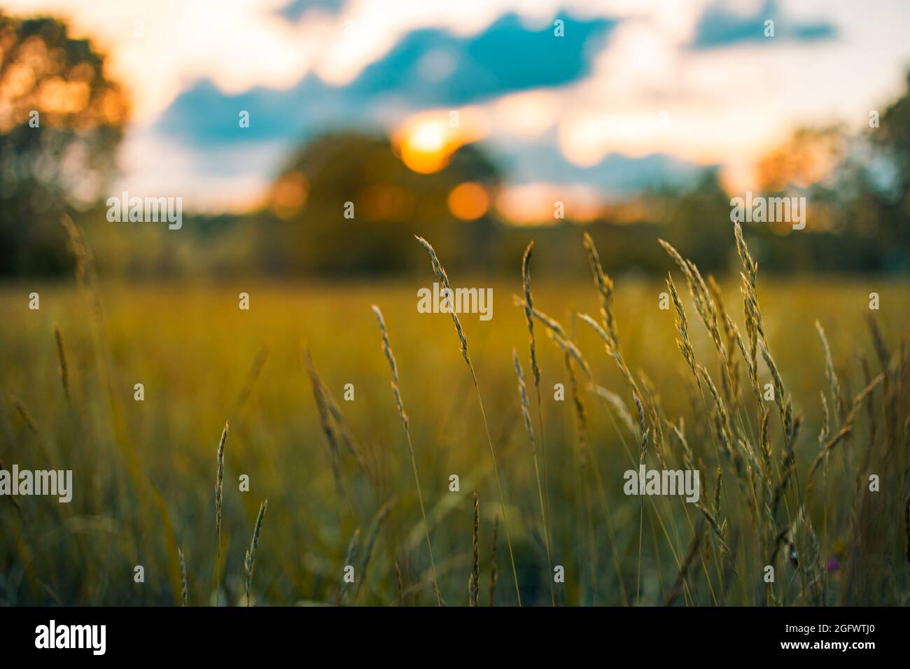 Abstract soft focus sunset field landscape of yellow flowers and grass meadow warm golden hour sunset sunrise time. Tranquil spring summer nature Stock Photo