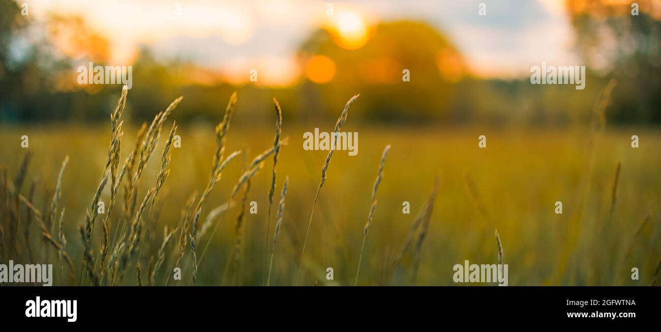 Abstract soft focus sunset field landscape of yellow flowers and grass meadow warm golden hour sunset sunrise time. Tranquil spring summer nature Stock Photo