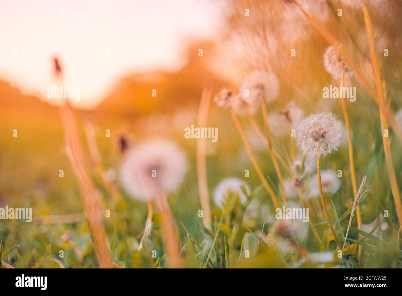 Green summer meadow with dandelions at sunset. Nature background, peaceful bright field landscape, closeup floral details. Idyllic natural plants Stock Photo