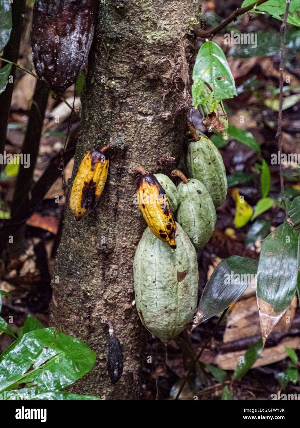 Cocoa tree with fruits - ripe and not ripe - in the Amazon rainforests ...