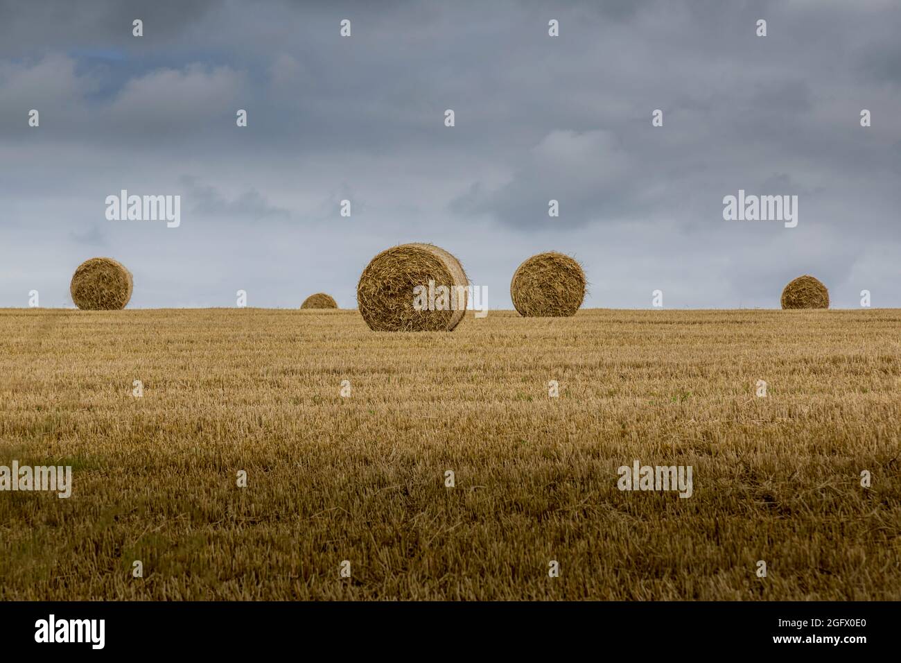 Rolled Hay bails on a stubble cut field. Stock Photo