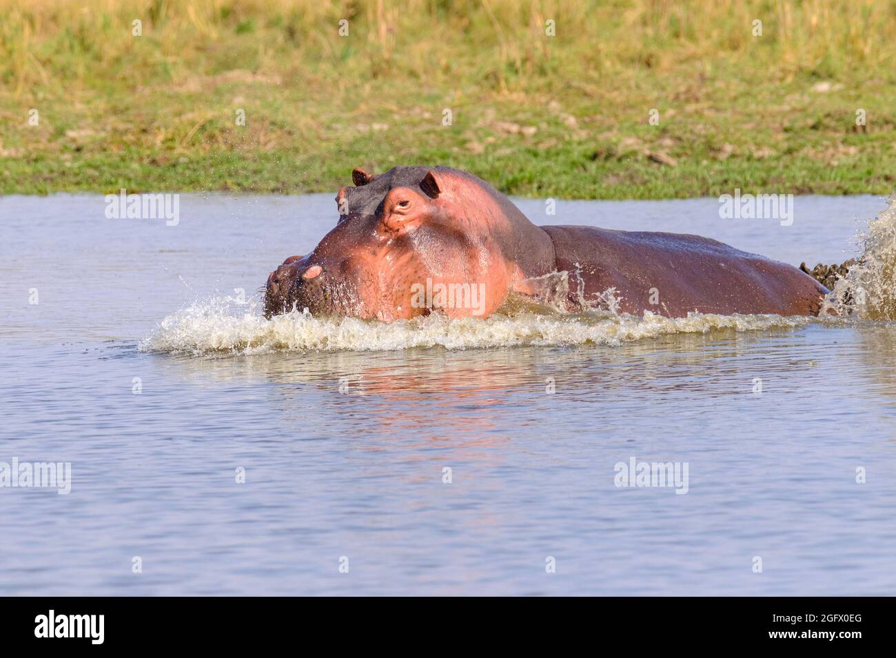 Hippo (Hippopotamus amphibius), attacking. Lower Zambezi, Zambia, Africa Stock Photo