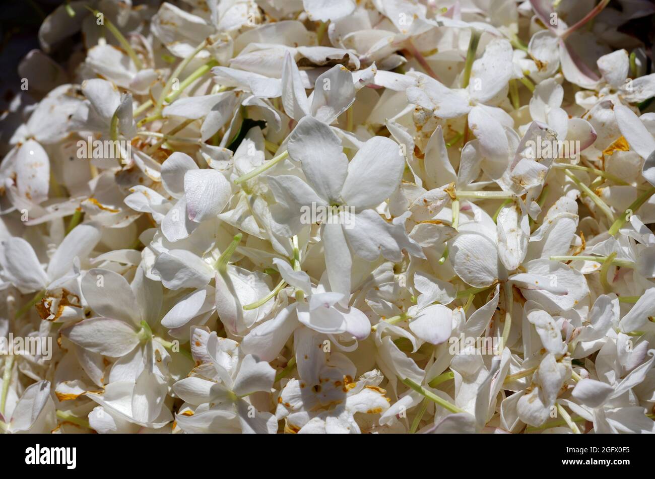 Jasmine flowers to be used to make Chanel No. 5 perfume are seen during  harvest at the Mul family fields in Pegomas near Grasse, in southern  France, August 26, 2021. Picture taken