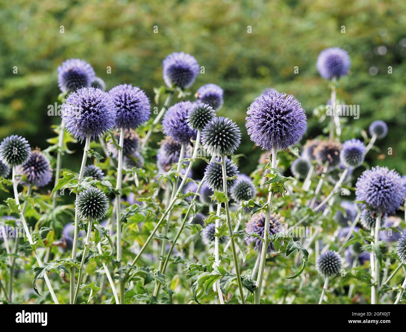 Purple Southern globe thistle flowers in a garden Stock Photo Alamy