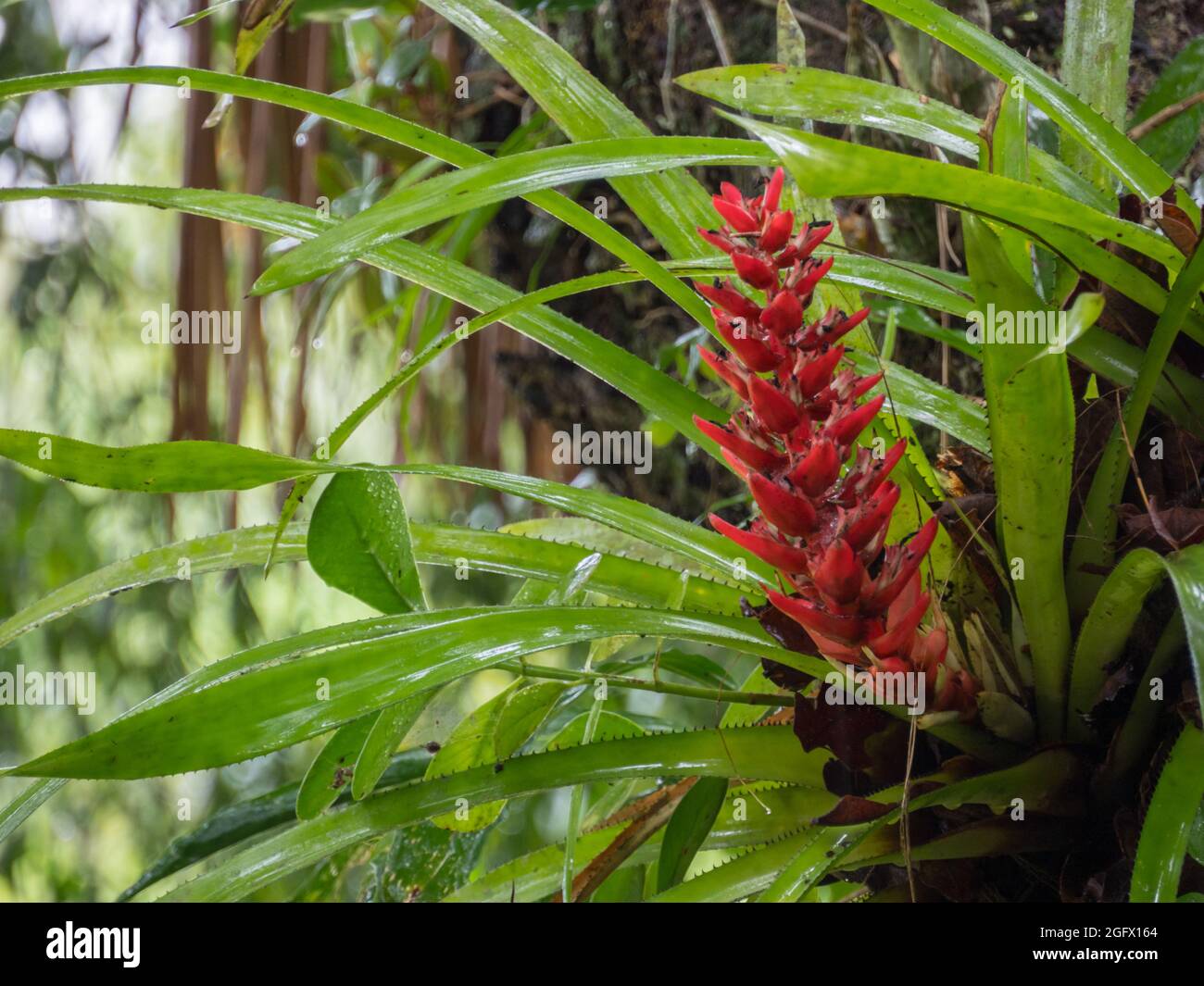 Red, beautiful flower in the Amazon rainforest during the rain. Bromelia is the type genus of the plant family Bromeliaceae, Amazonia. Latin America. Stock Photo