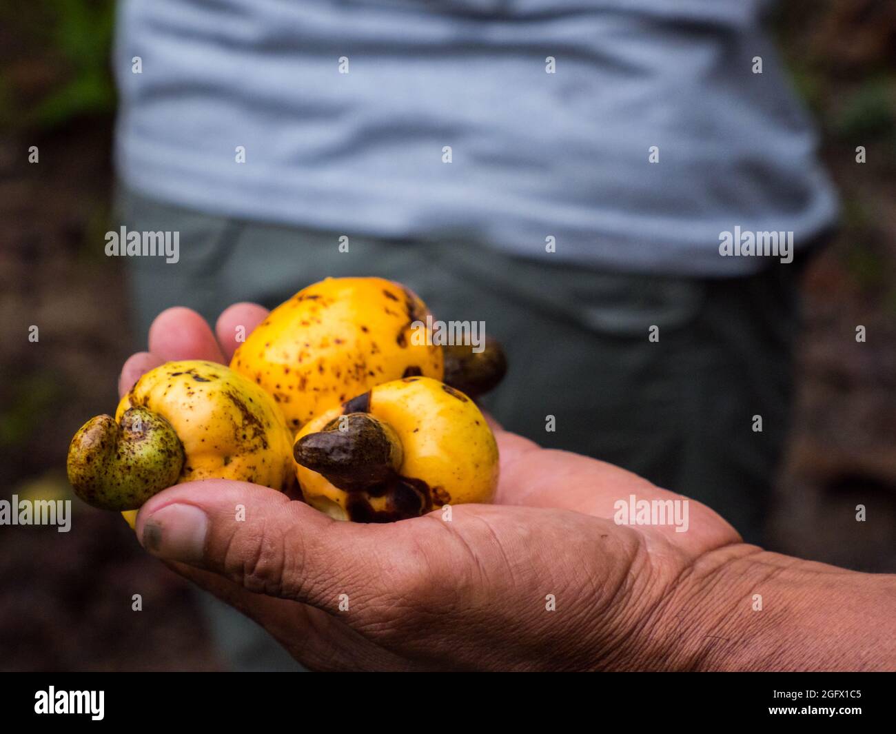 Cashew nuts in the hand- Amazon rainforest - anacardium, are a genus of flowering plants in the family Anacardiaceae, native to tropical regions of th Stock Photo