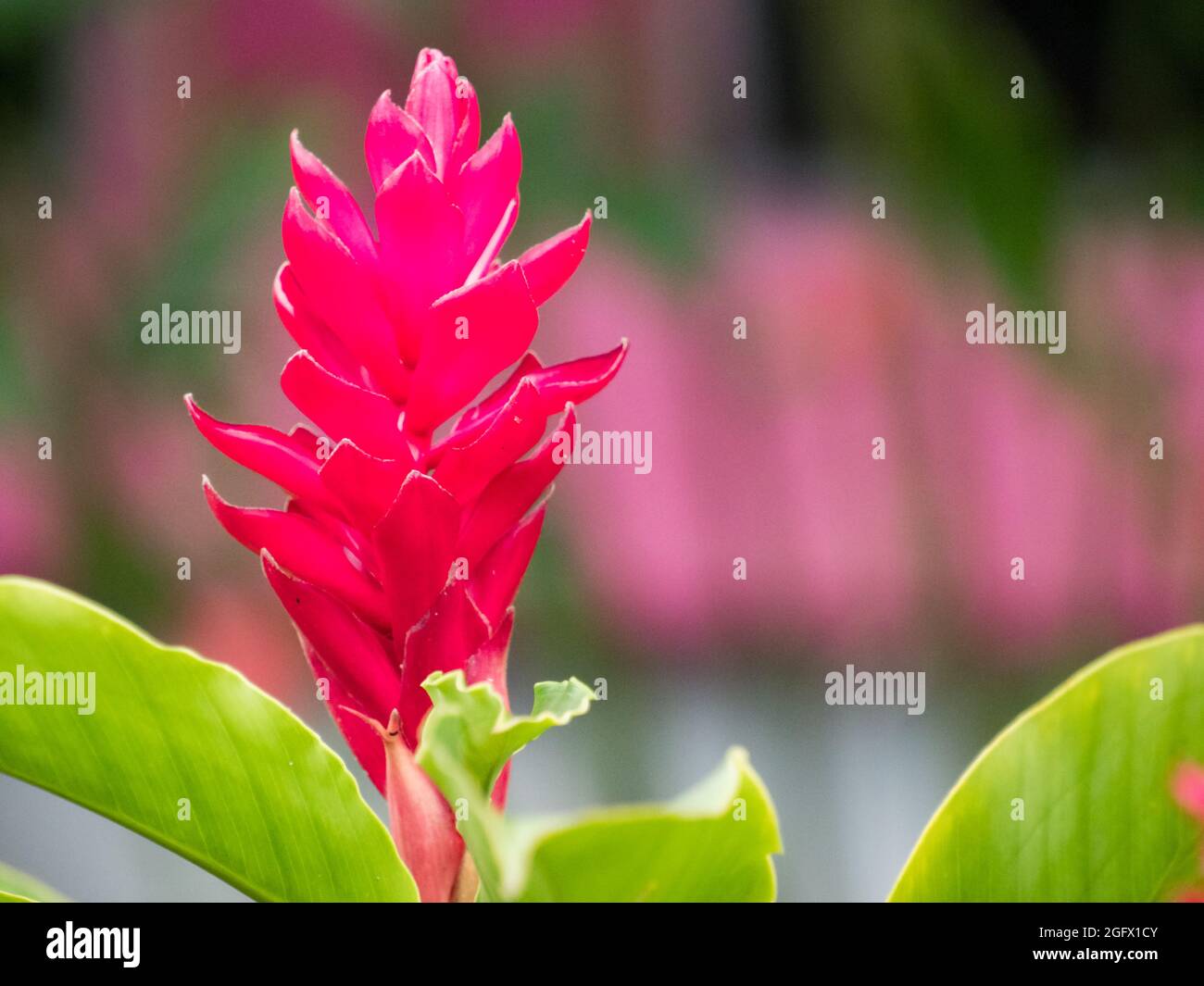 Red, beautiful flower. Alpinia Purpurata Jungle King Red Ginger Plant also called ostrich plume and pink cone ginger found in tropical garden in Letic Stock Photo