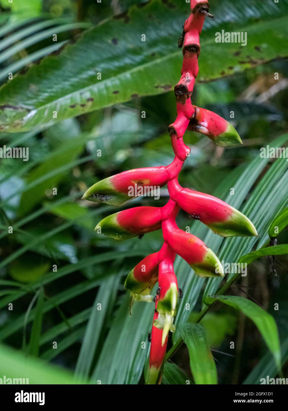 Heliconia rostrata - also known as hanging lobster claw or false bird of paradise-  is a herbaceous perennial native to South America. Amazonia. Stock Photo