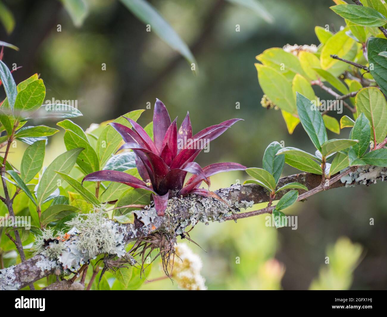 Branches of trees covered with red bromeliad and lichen found in Bogota on the Monserrate Hill. Bromeliads are plants that are adapted to different cl Stock Photo