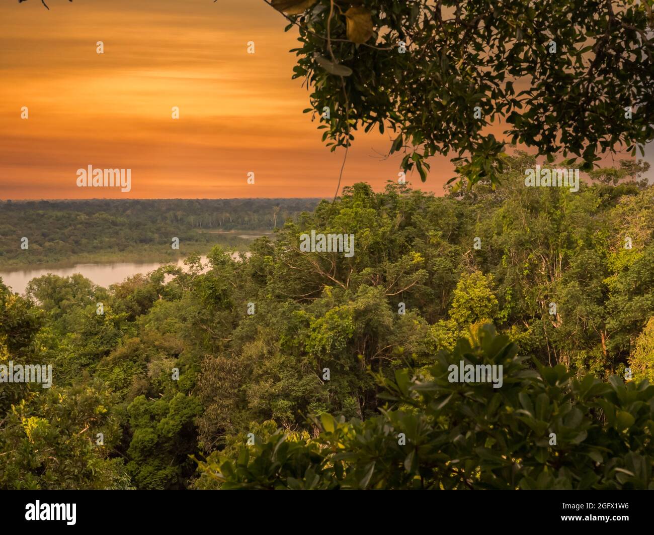 four times Taiko belly Lol Flowering rainforest tree amazon rainforest hi-res stock photography and  images - Alamy