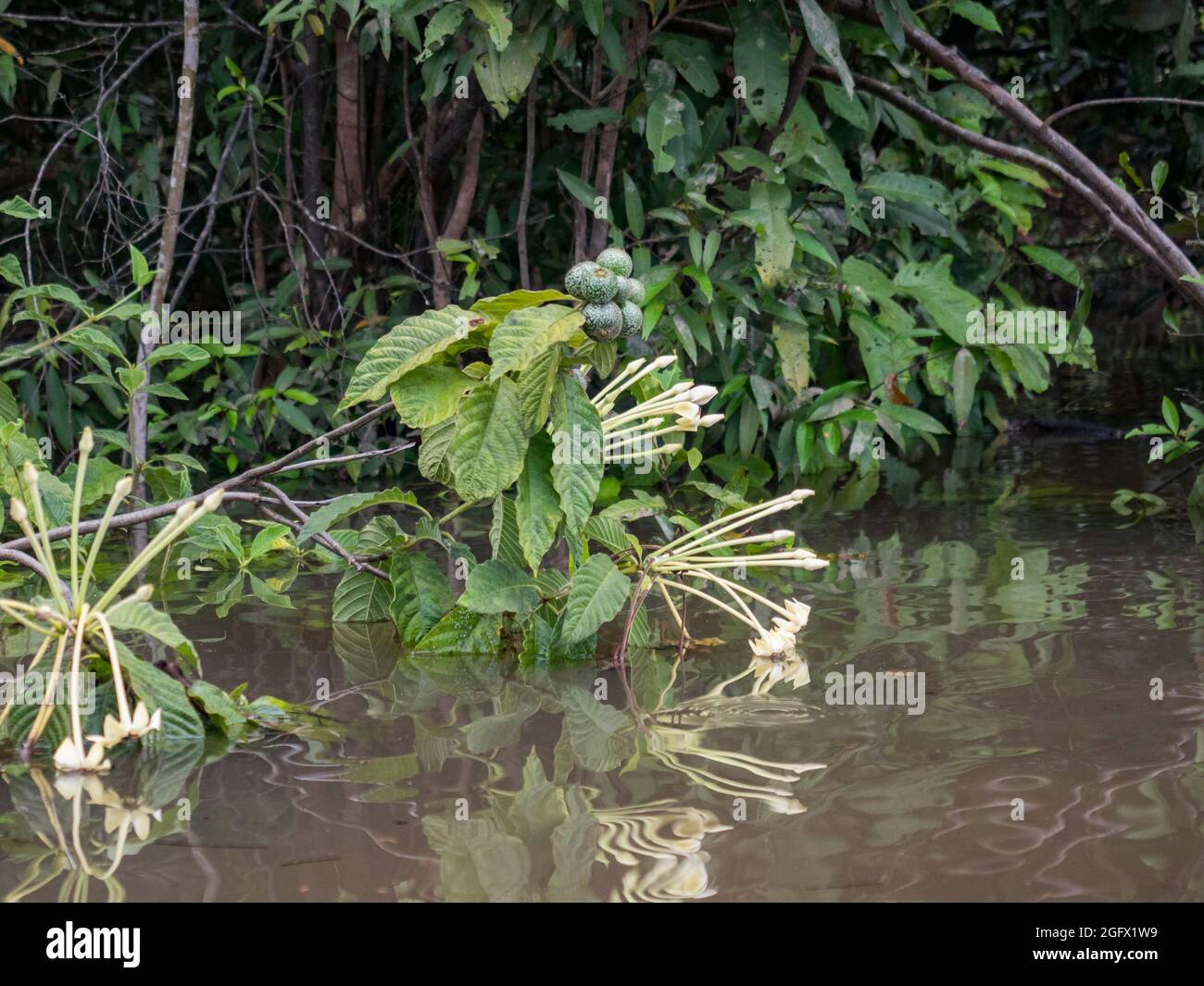 Caruto Caruto hi-res stock photography and images - Alamy