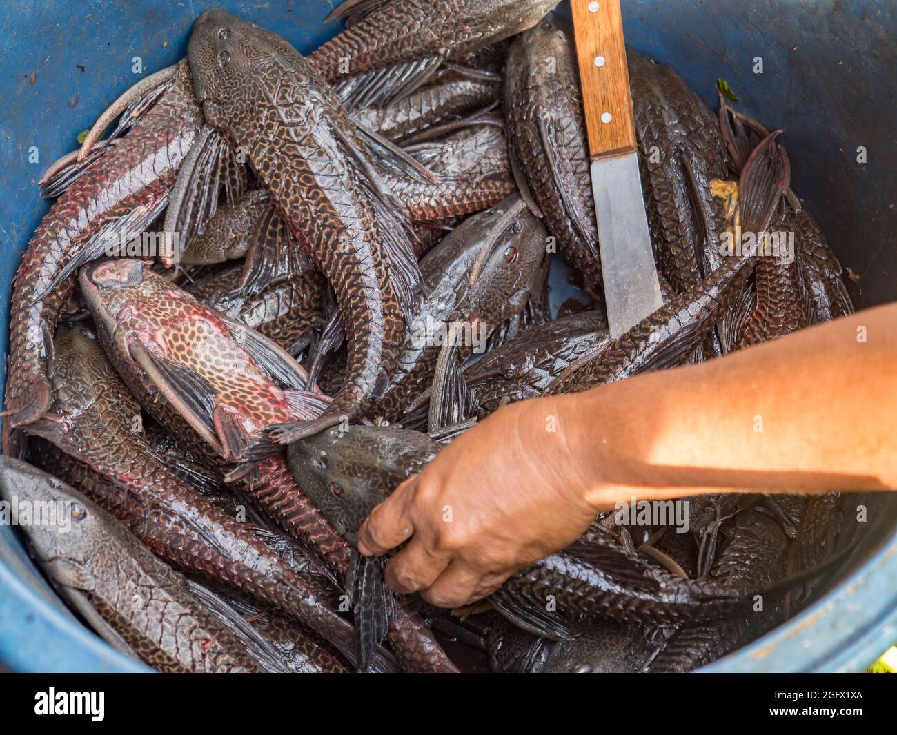 Catfish (Carachama, Panaque schaeferi, Pseudorinelepis genibarbis) from the Amazon River in a large  bowl at the Belen bazaar. Also called cuchas or p Stock Photo