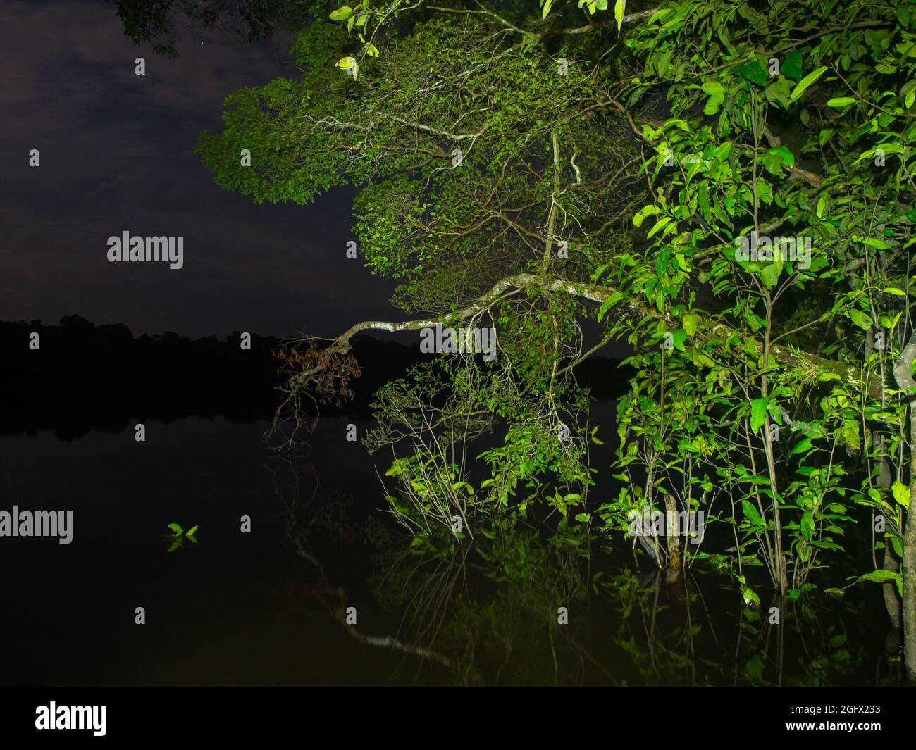 Amazon jungle at night over the Jaguar lagoon. Amazonia. Brazil. South America Stock Photo