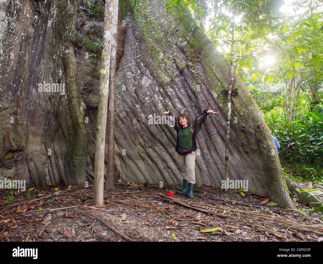 Palmari, Brazil - Dec, 2017: Tourist in the Amazon jungle next to the 600 years old ceiba tree. Amazonia. Latin America Stock Photo