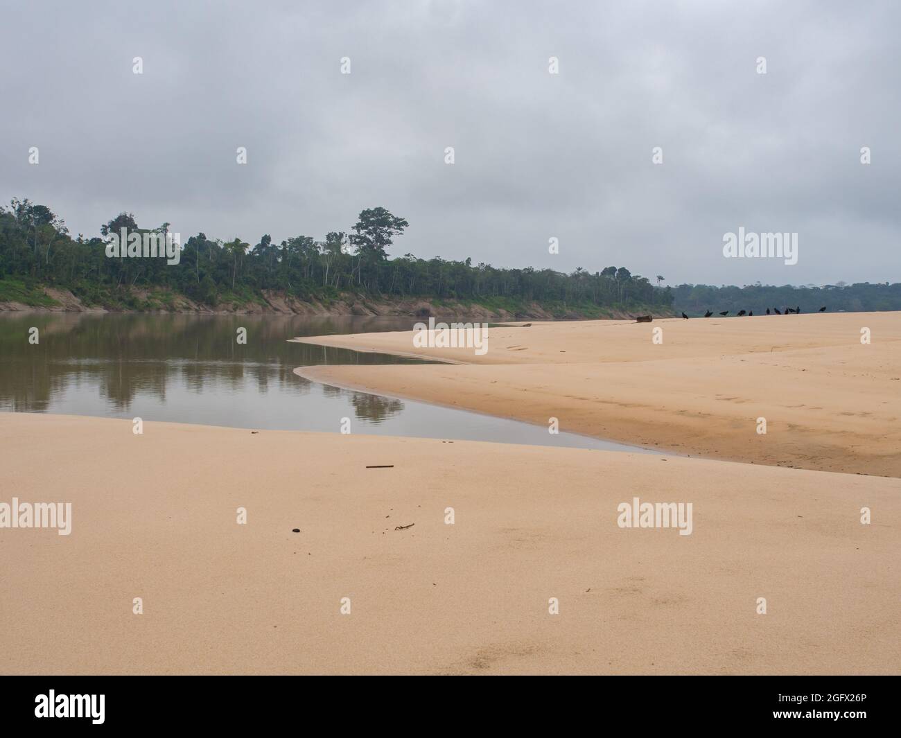 Sandy Amazon beach durinh low water season. Amazonia. Latin America