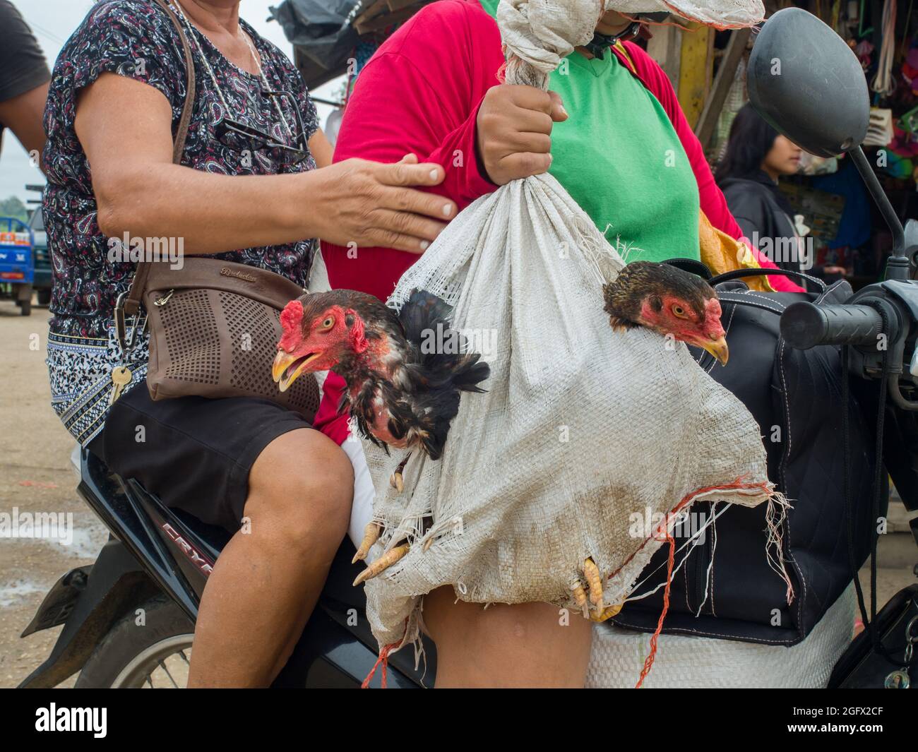 Tabatinga, Brazil - Sep 11, 2017: Peruvian woman carrying the alive hens on the motor, bazaar near the port at Amazon river Stock Photo