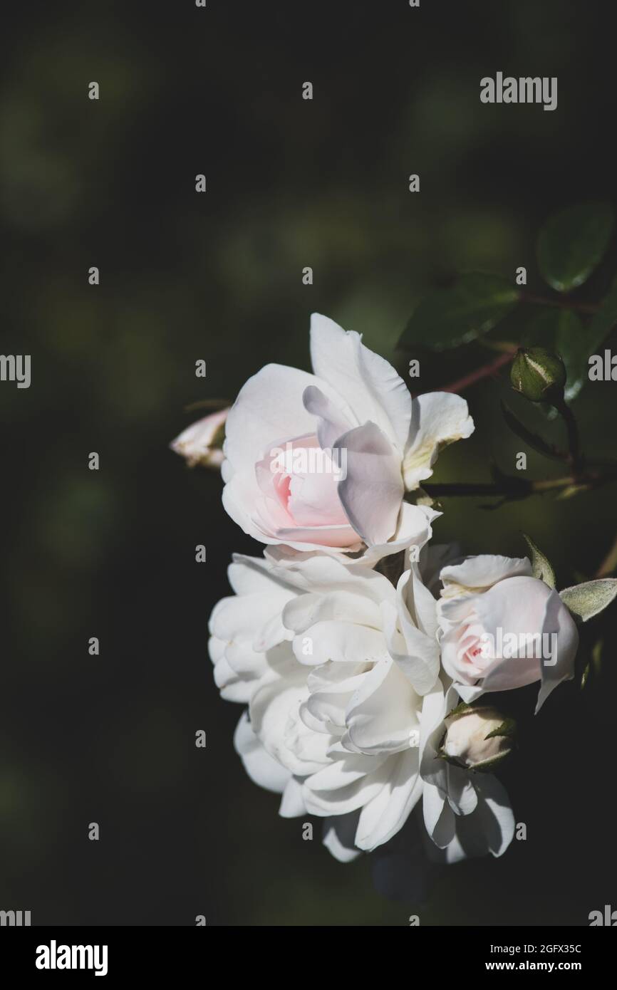 Pair of roses Stock Photo - Alamy