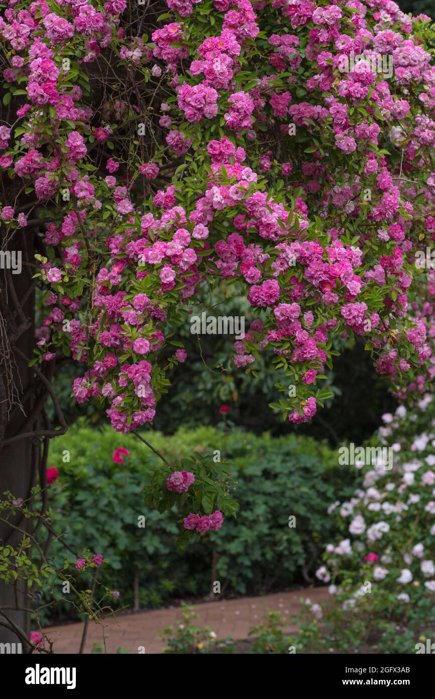 Rose covered garden arbor hi-res stock photography and images - Alamy