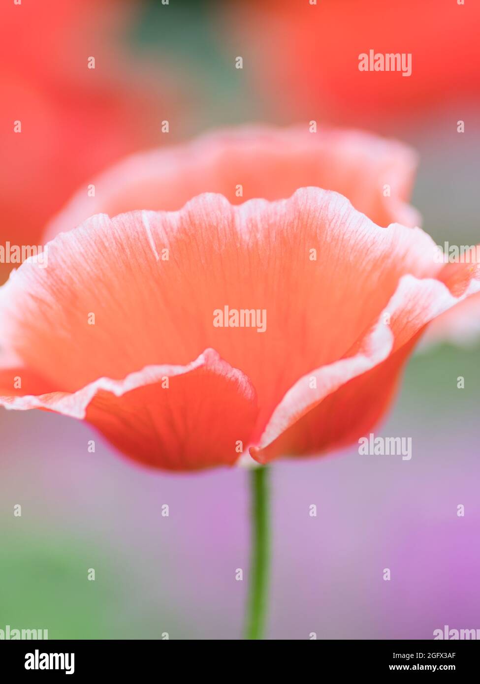 Poppies in flower bed hi-res stock photography and images - Alamy