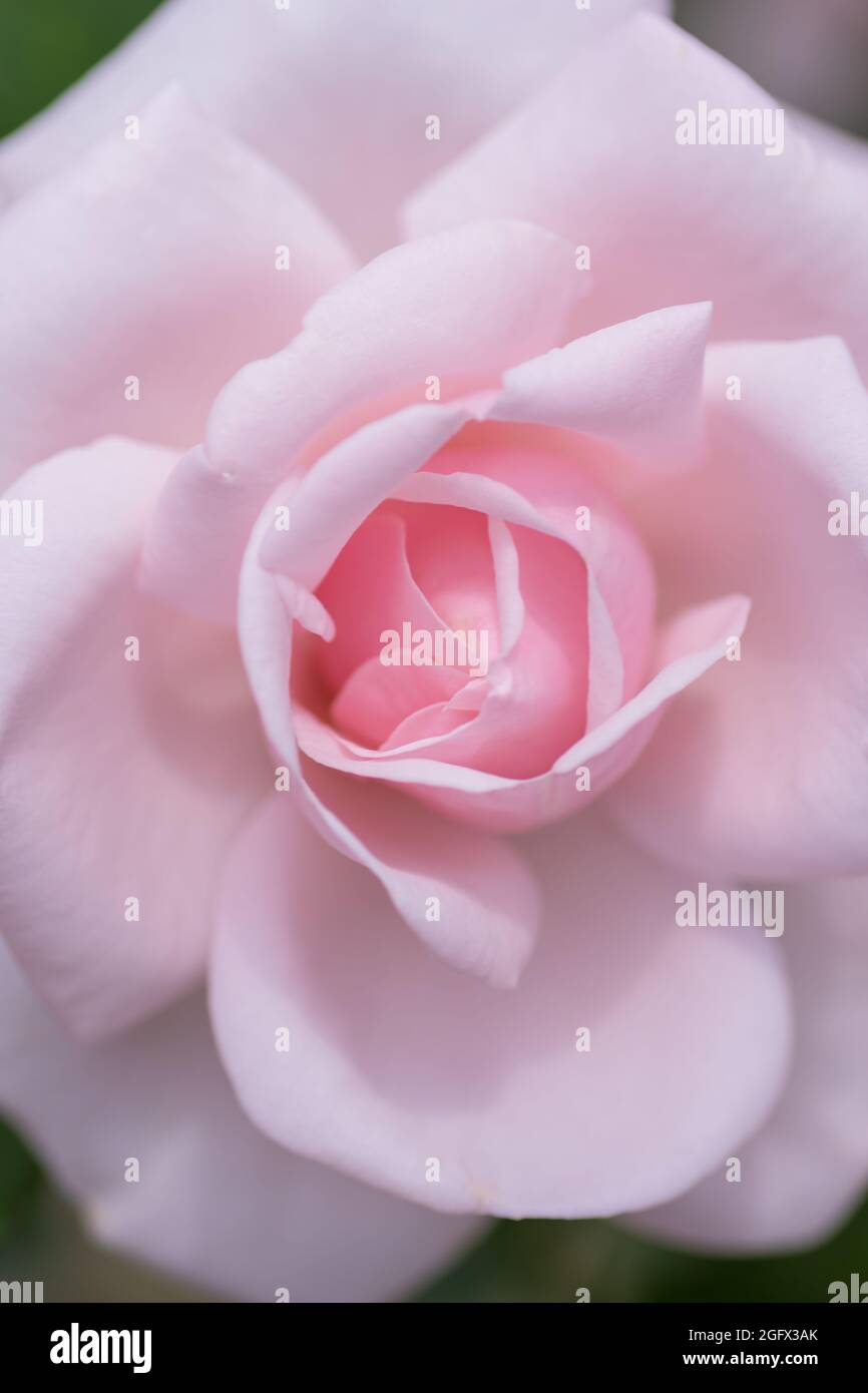 Close-up of a pale pink rose Stock Photo - Alamy