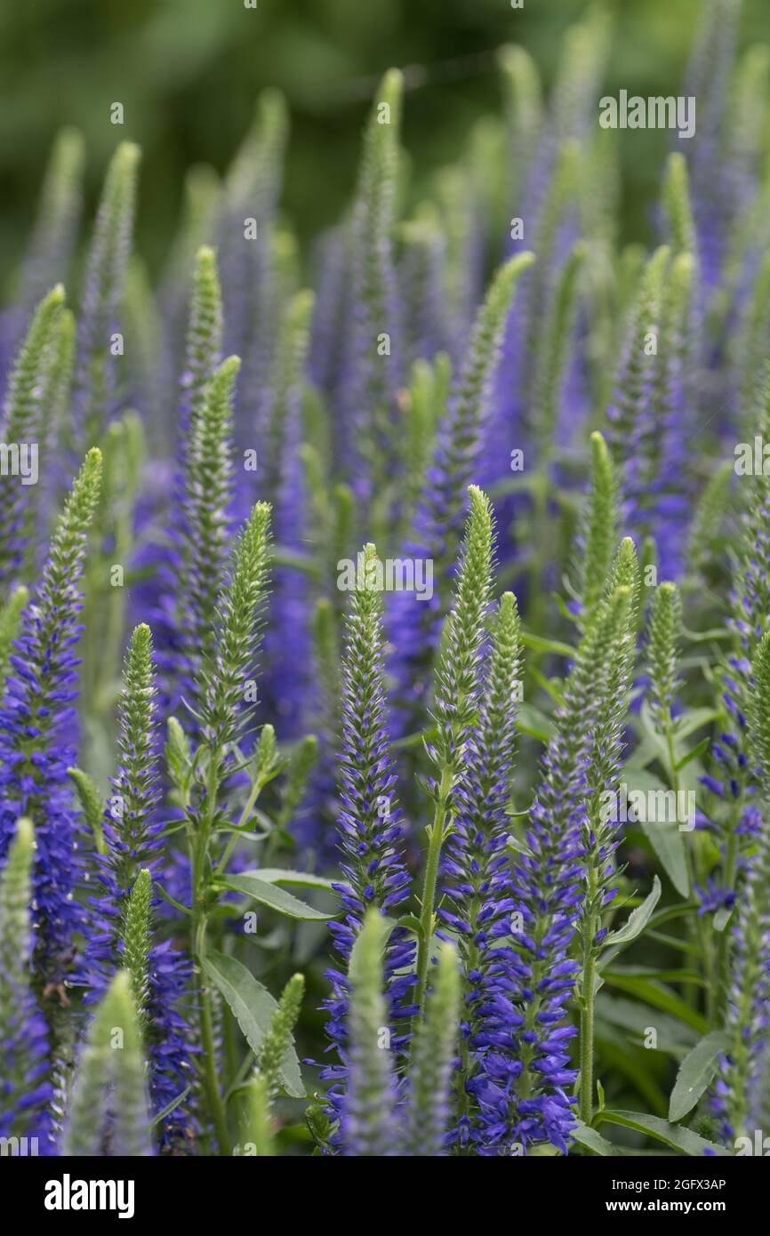 A flower bed filled with the blooming spires of veronica speedwell. Stock Photo