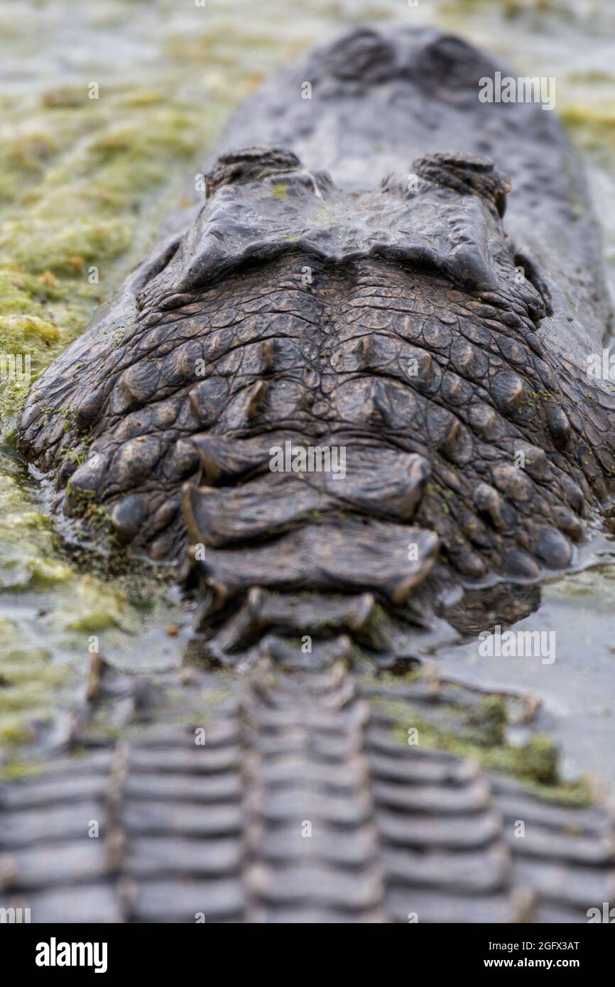 American alligator swimming hires stock photography and images Alamy