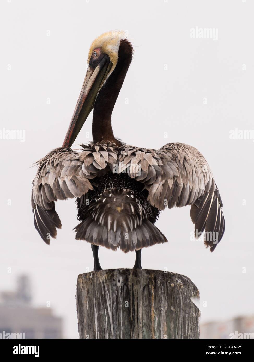 A brown pelican (pelecanus occidentalis) preening itself on a wooden post in the bay. Stock Photo