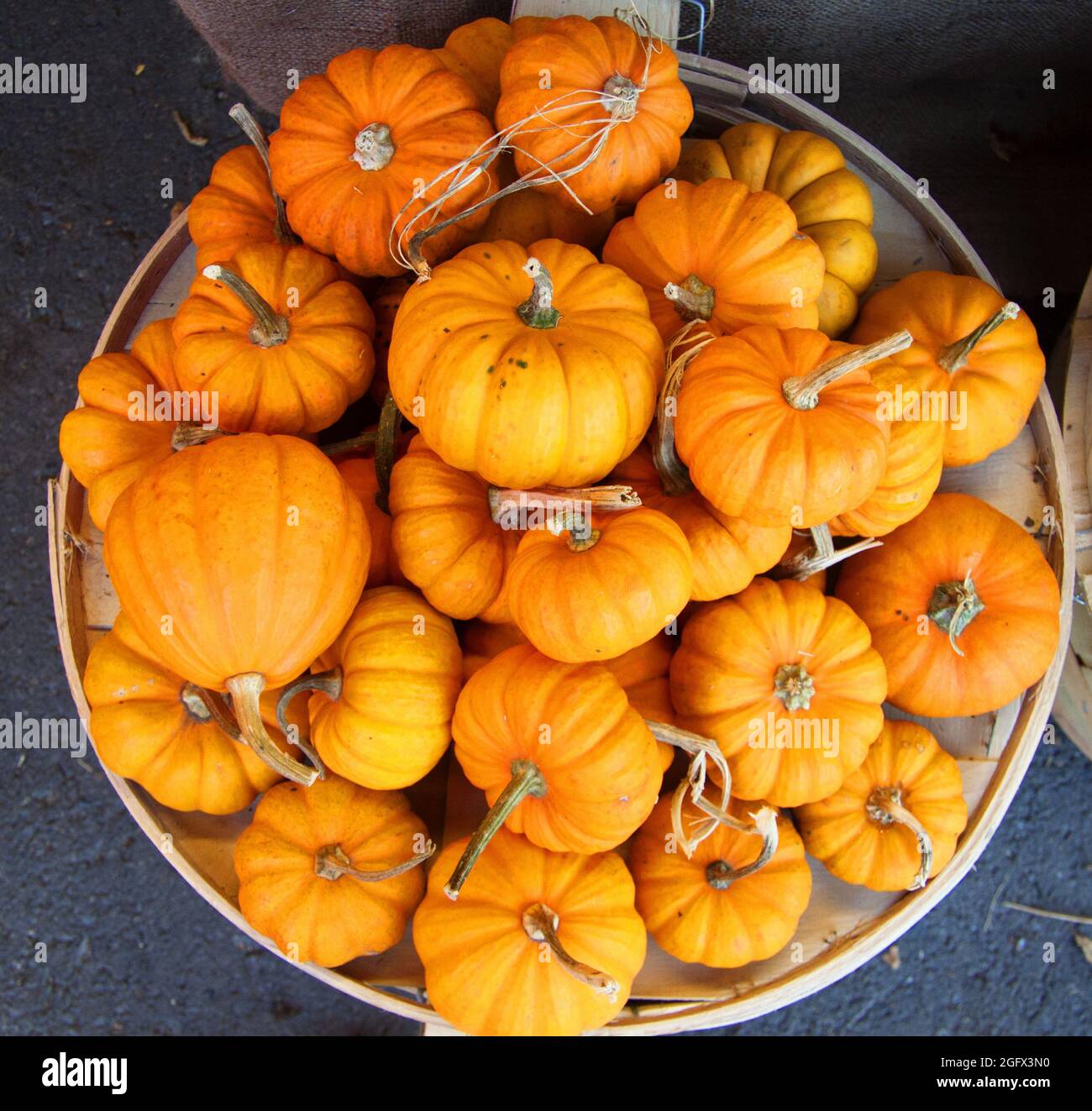Top view of a big container with orange pumpkins Stock Photo - Alamy