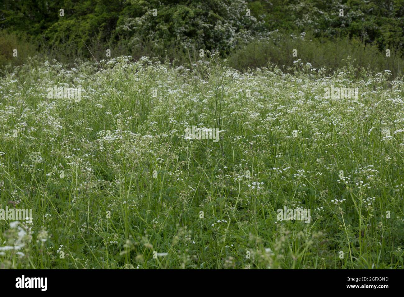 Wiesen-Kerbel, Wiesenkerbel, Anthriscus sylvestris, wild chervil, wild beaked parsley, keck, Queen Anne's lace Stock Photo
