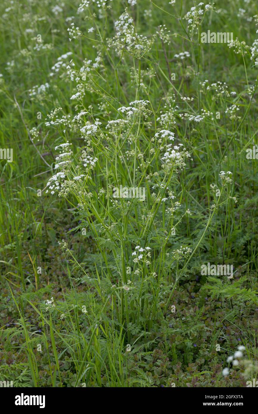 Wiesen-Kerbel, Wiesenkerbel, Anthriscus sylvestris, wild chervil, wild beaked parsley, keck, Queen Anne's lace Stock Photo