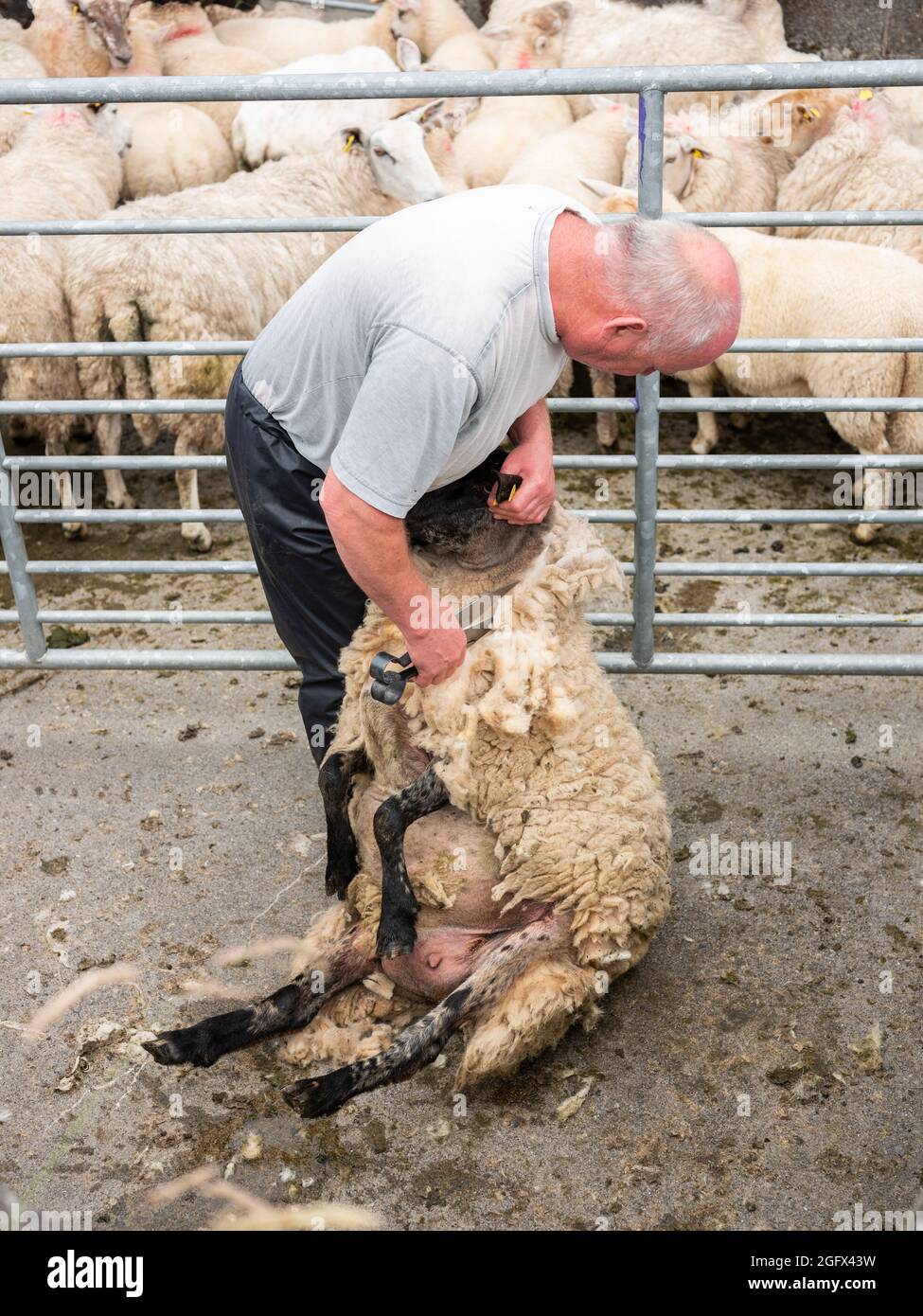 Sheep being sheared Stock Photo Alamy