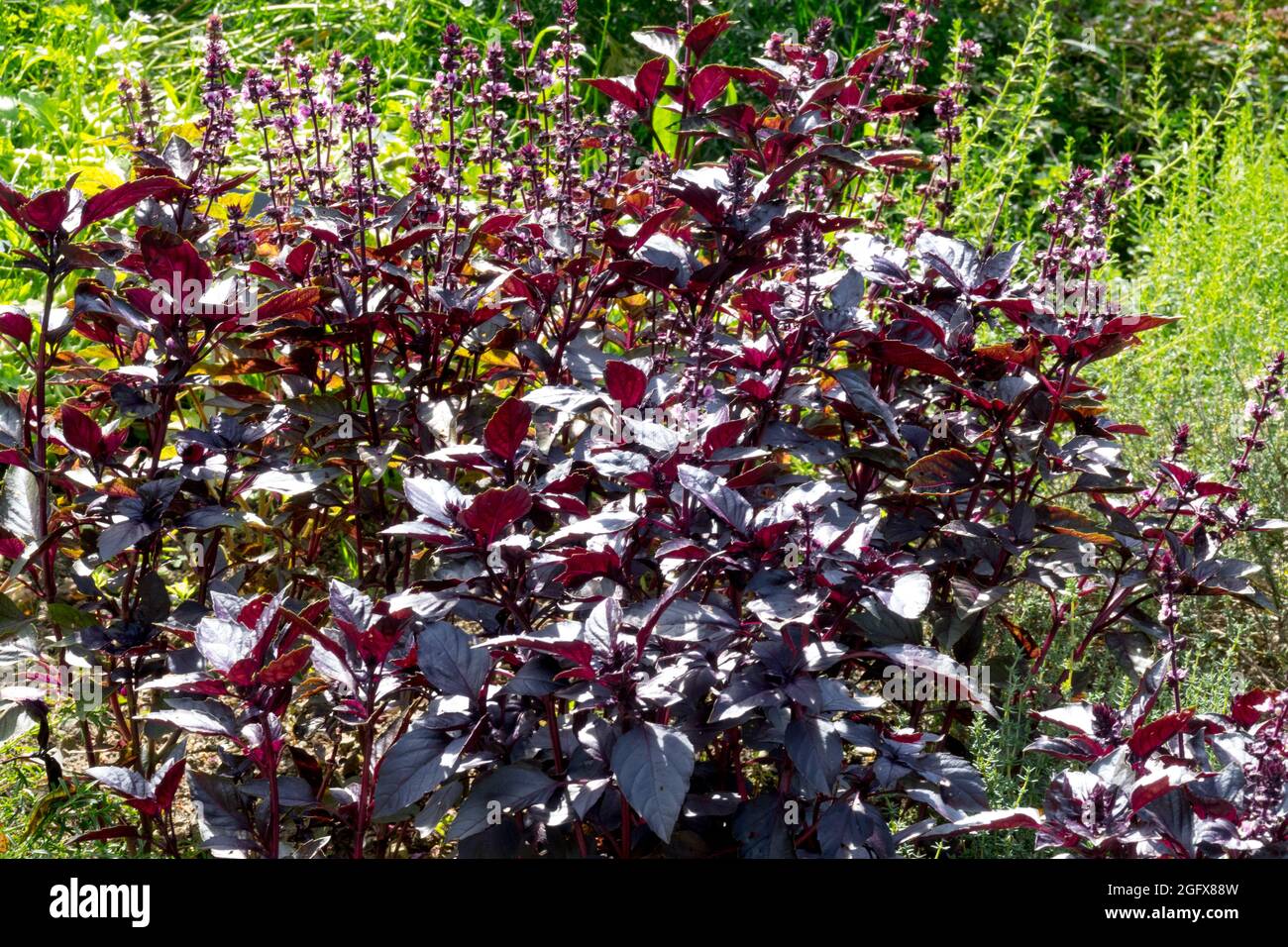 Red Basil herb garden plant Ocimum basilicum 'Red Rubin' Stock Photo