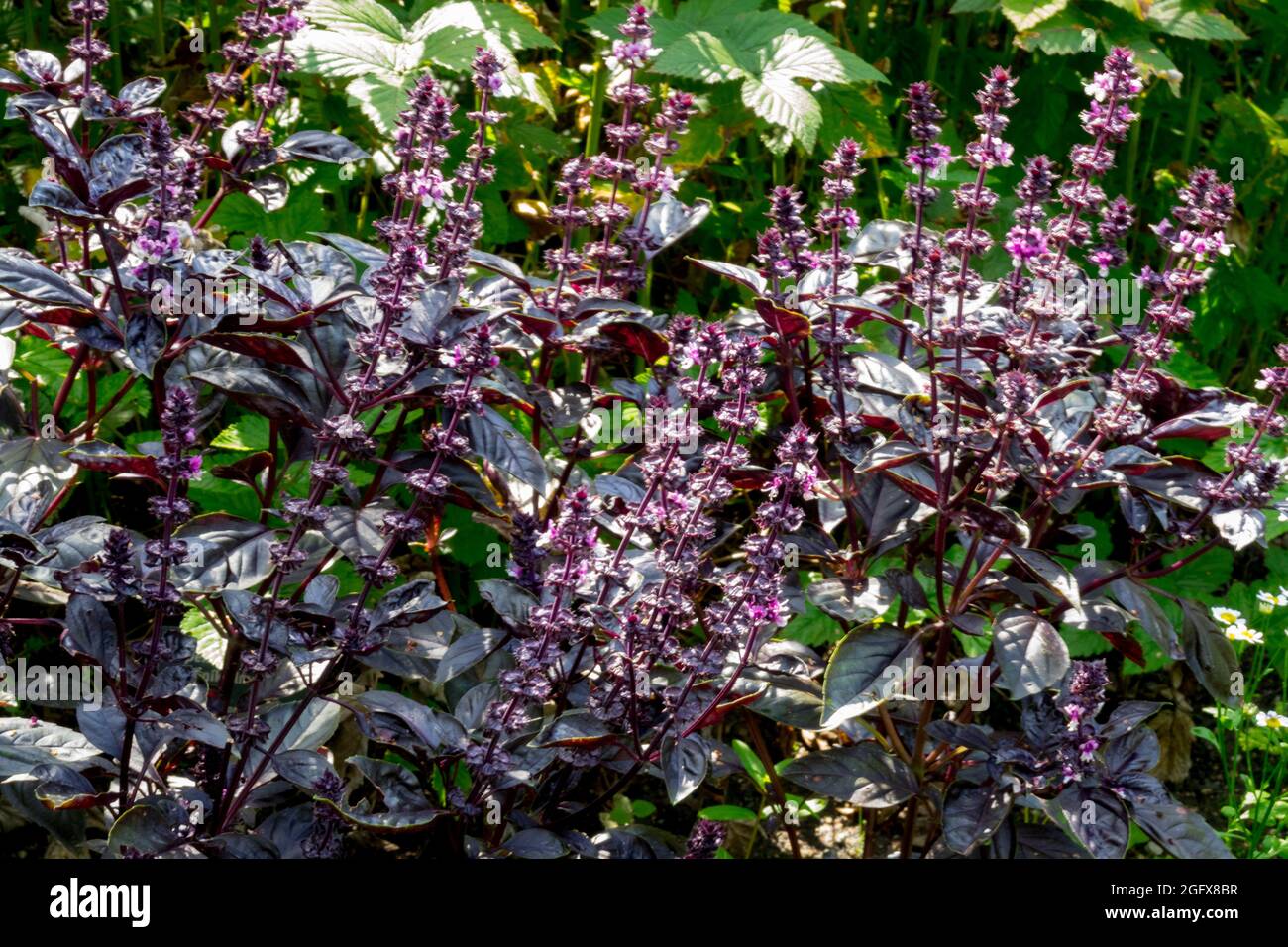 Red Basil plant herb garden Ocimum basilicum 'Dark Opal' herbs Stock Photo