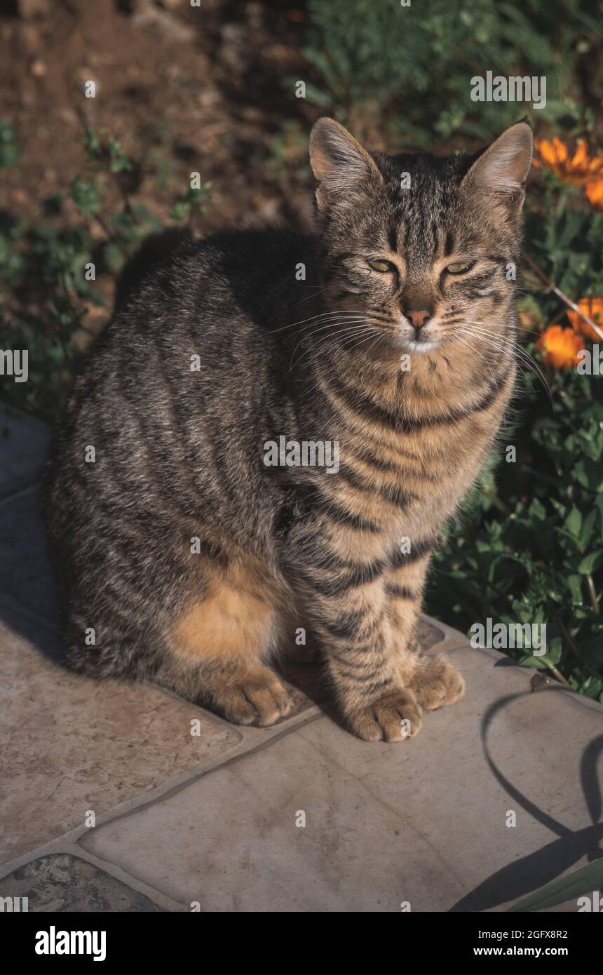 Cat in the garden observing the landscape Stock Photo - Alamy