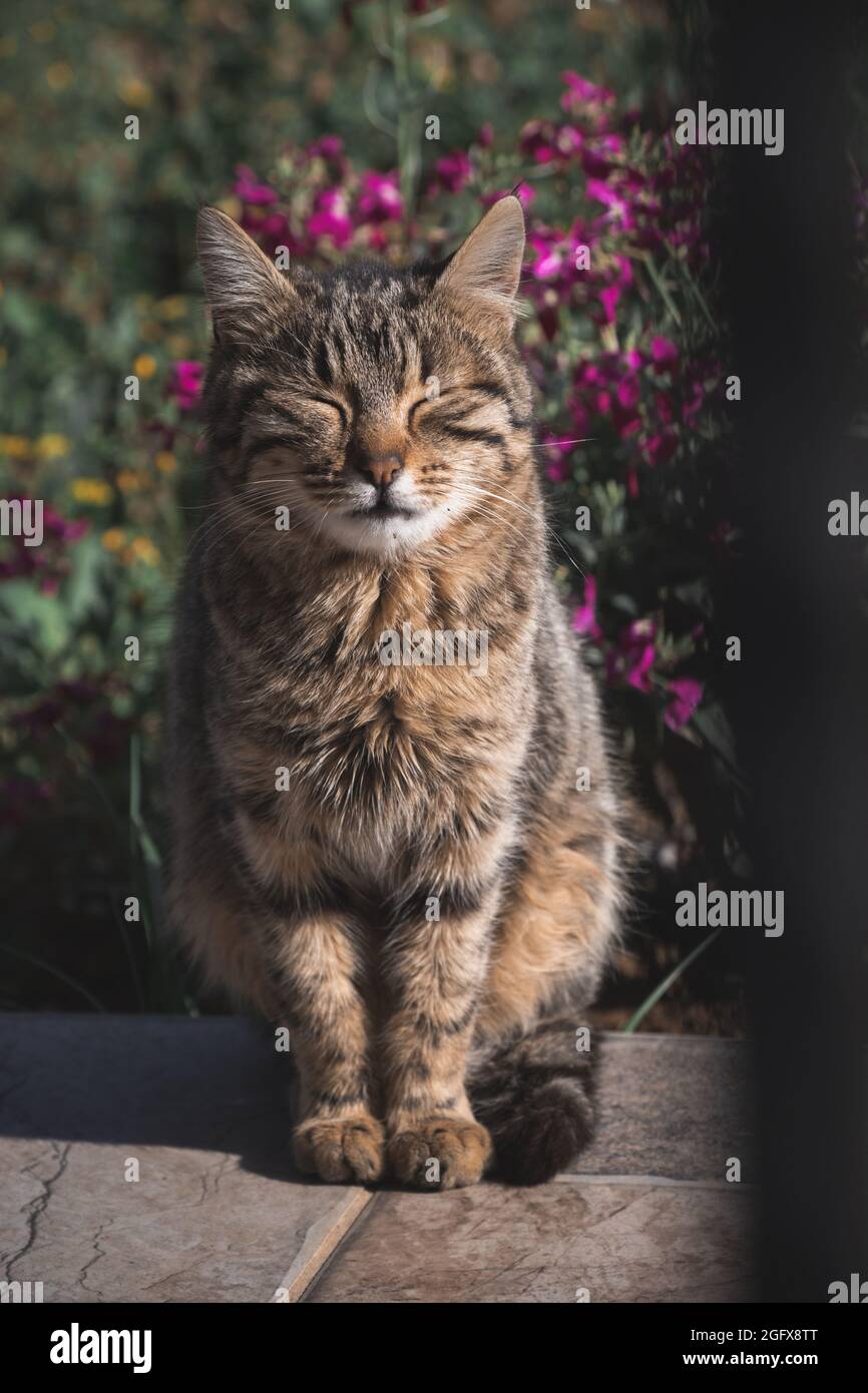Cat in the garden observing the landscape Stock Photo - Alamy