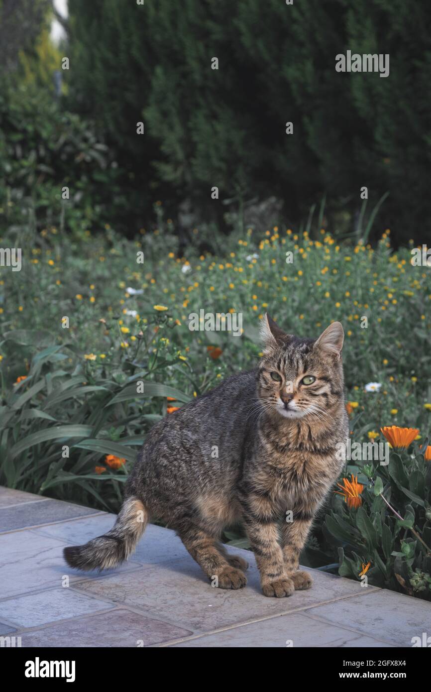 Cat in the garden observing the landscape Stock Photo - Alamy