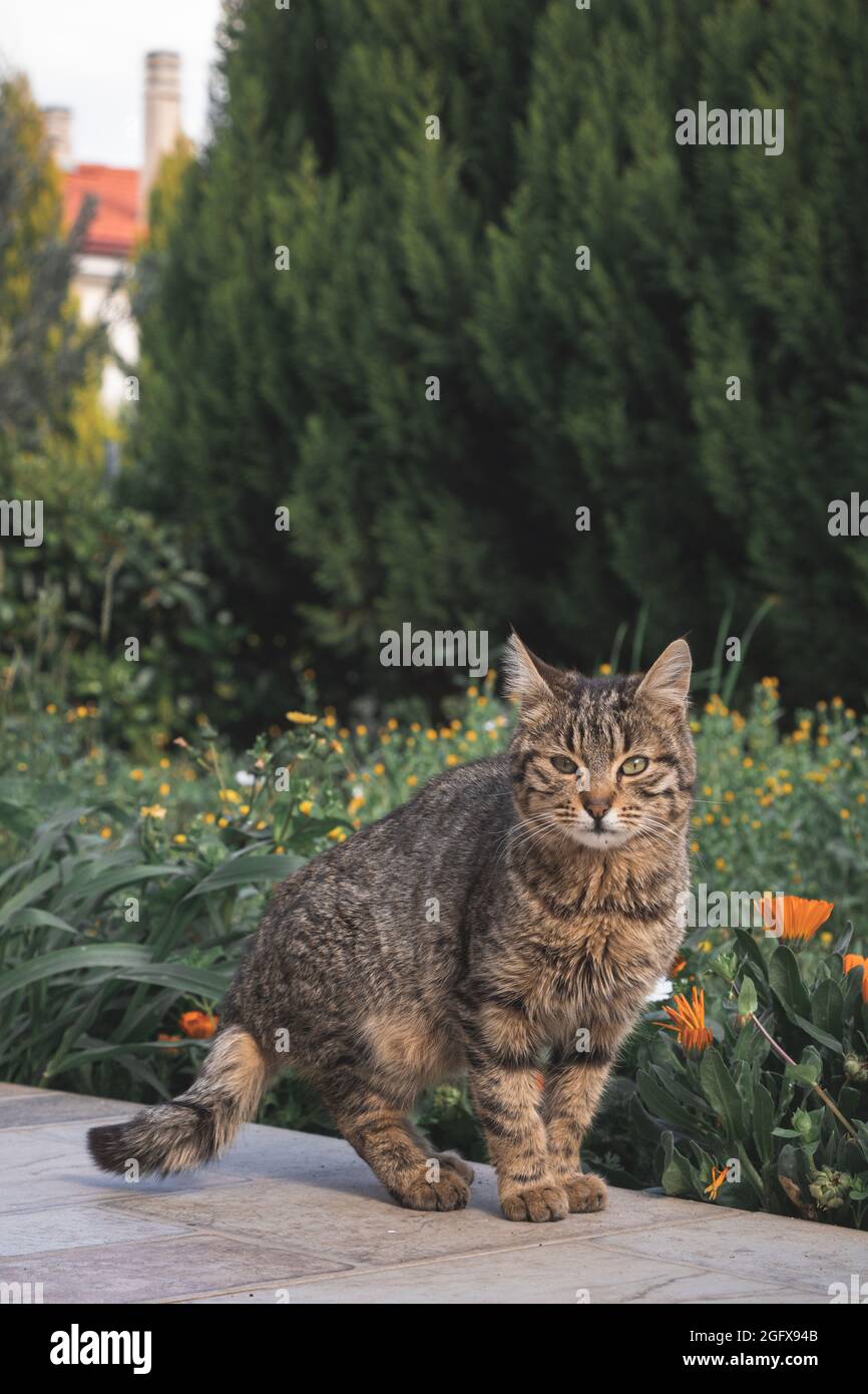 Cat in the garden observing the landscape Stock Photo - Alamy
