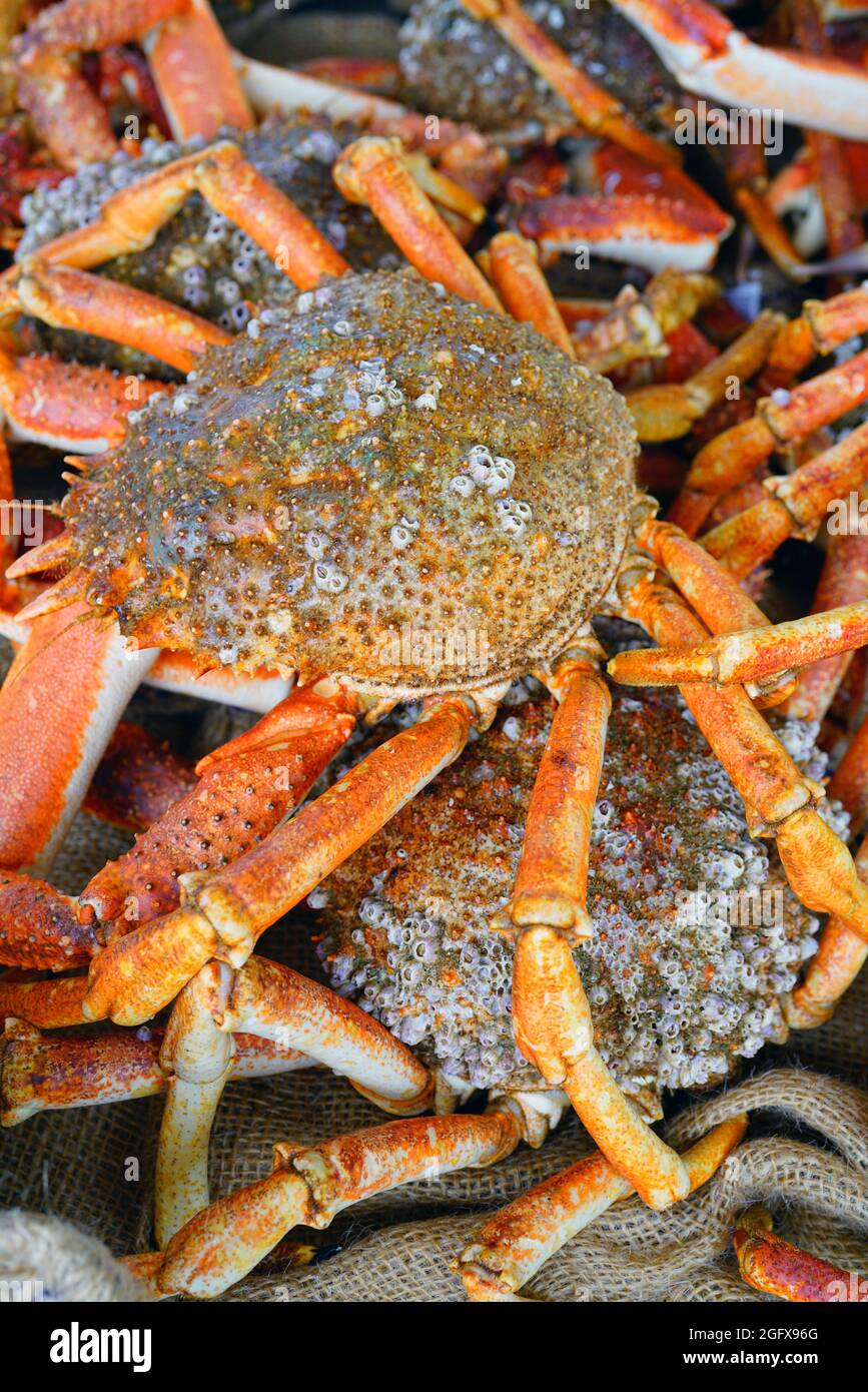 Sea spider crab for sale at a French seafood market in Brittany Stock